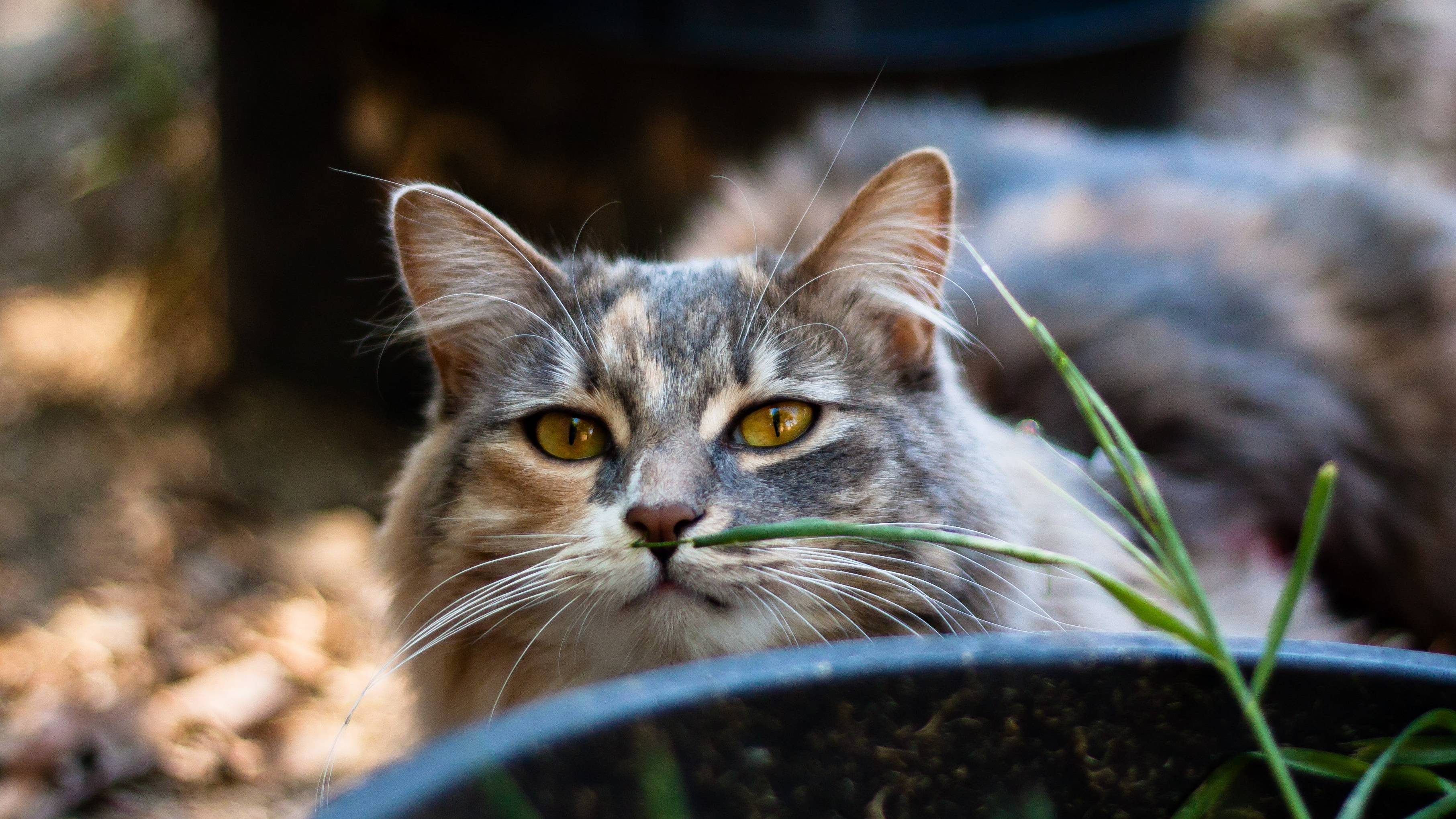 Our Precious 5 Year Old Smokey Is Currently Fighting for Her Life. Please Pray for Her