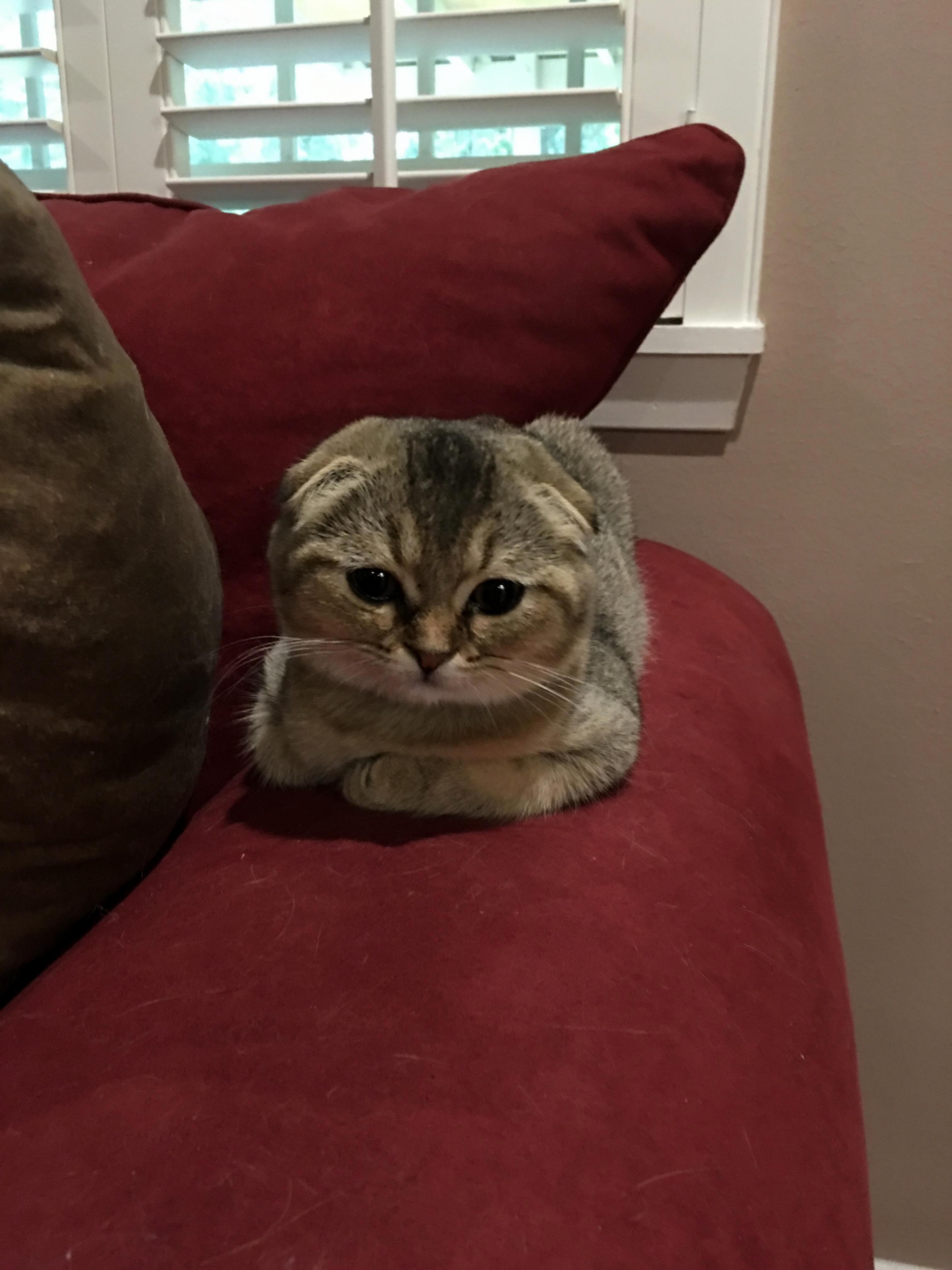 Owl Loaf