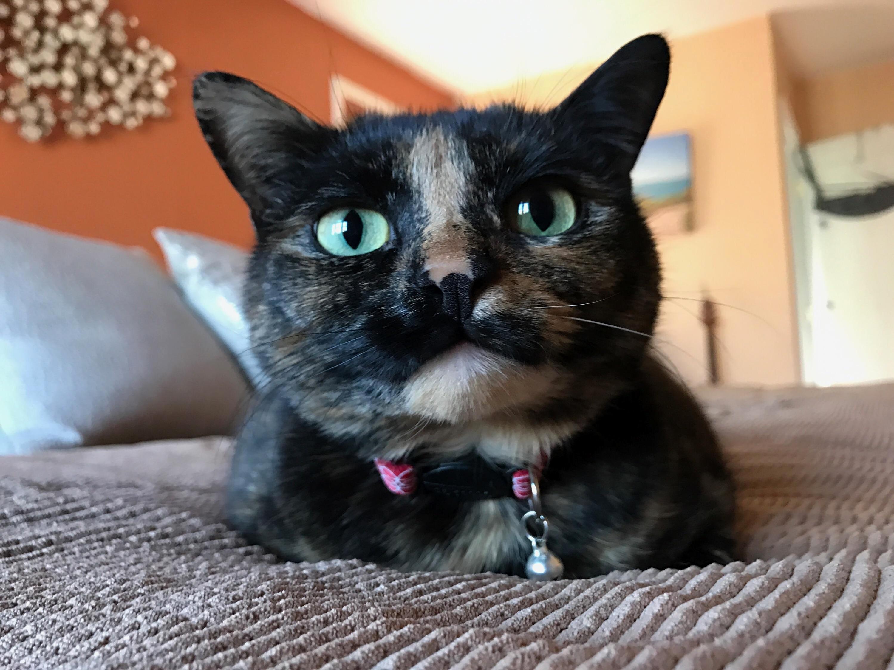 Owning My Cat-guyness.
