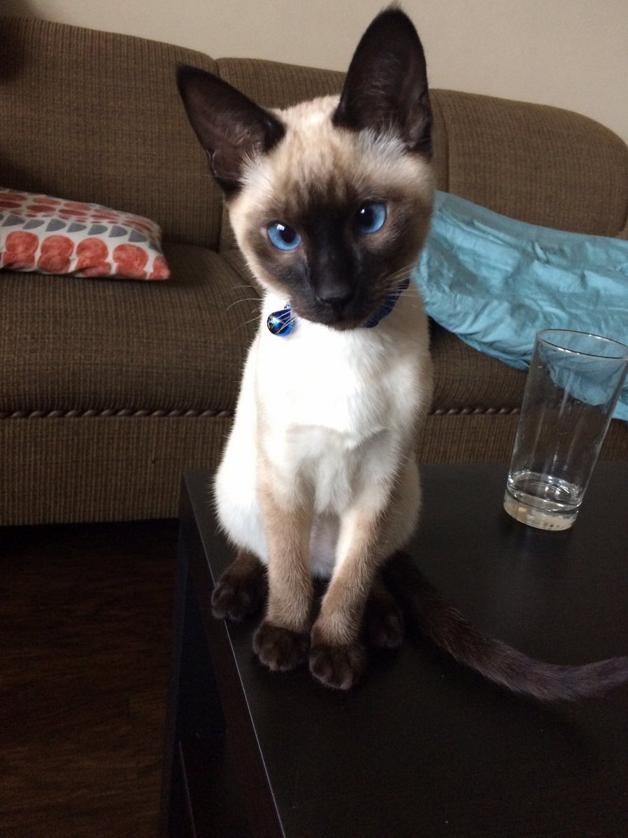 Ozzie Being a Good Boy