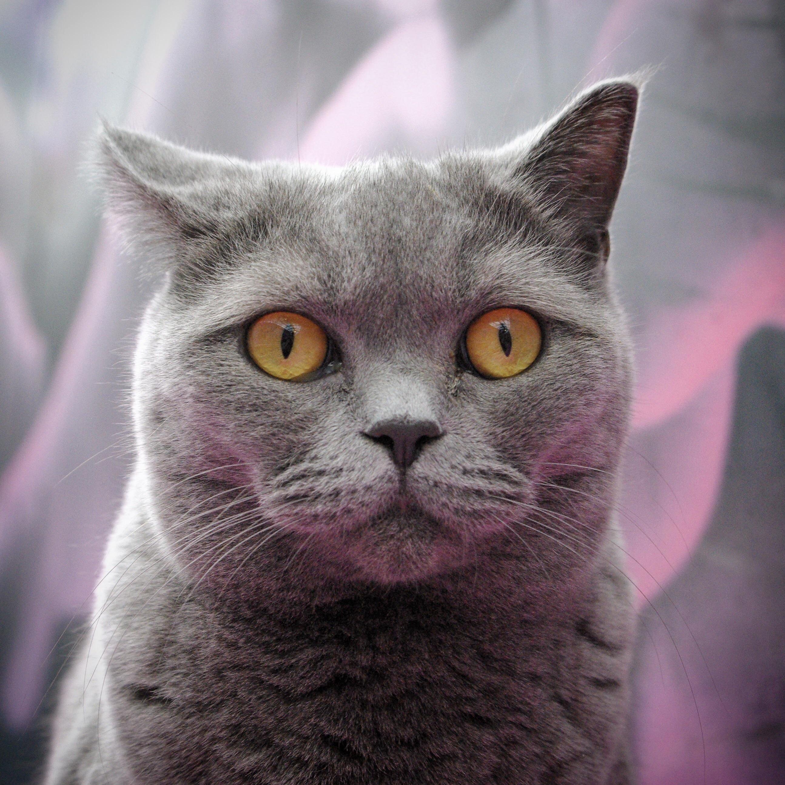 Pepper