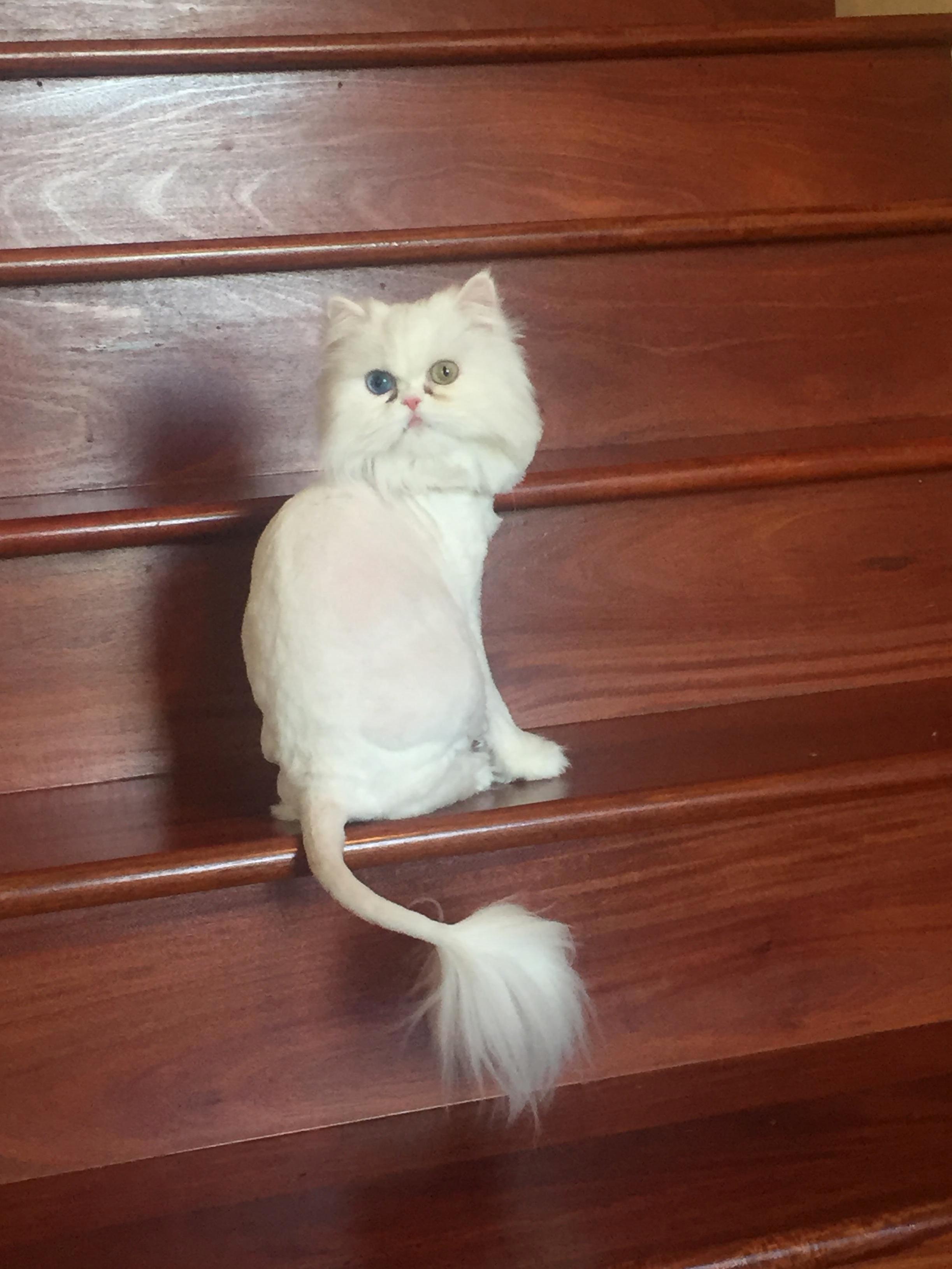 Petunia Right After Her Lion Cut Unedited Photo She Is Odd-eyed