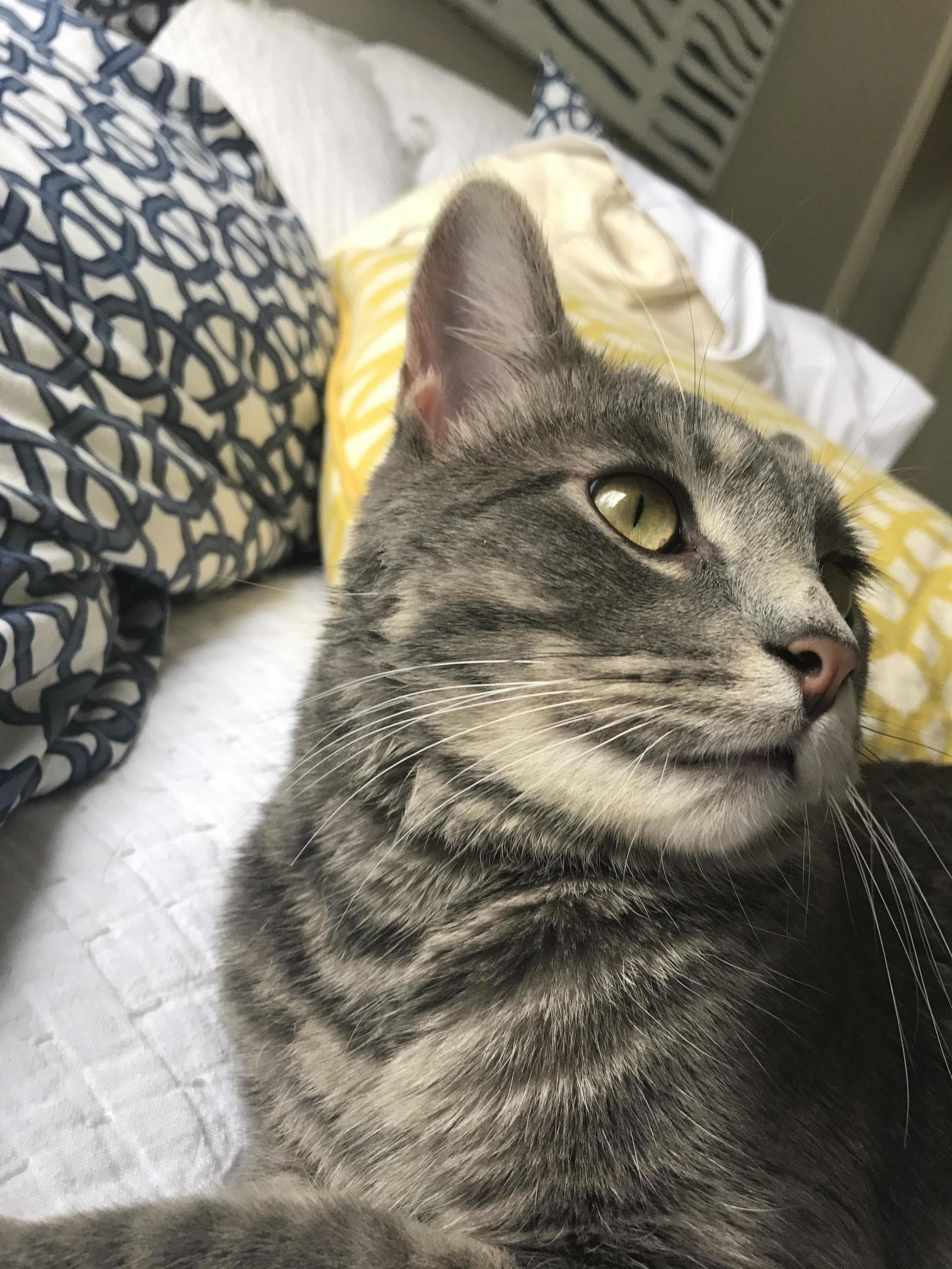 Pillow Coloured Eyes