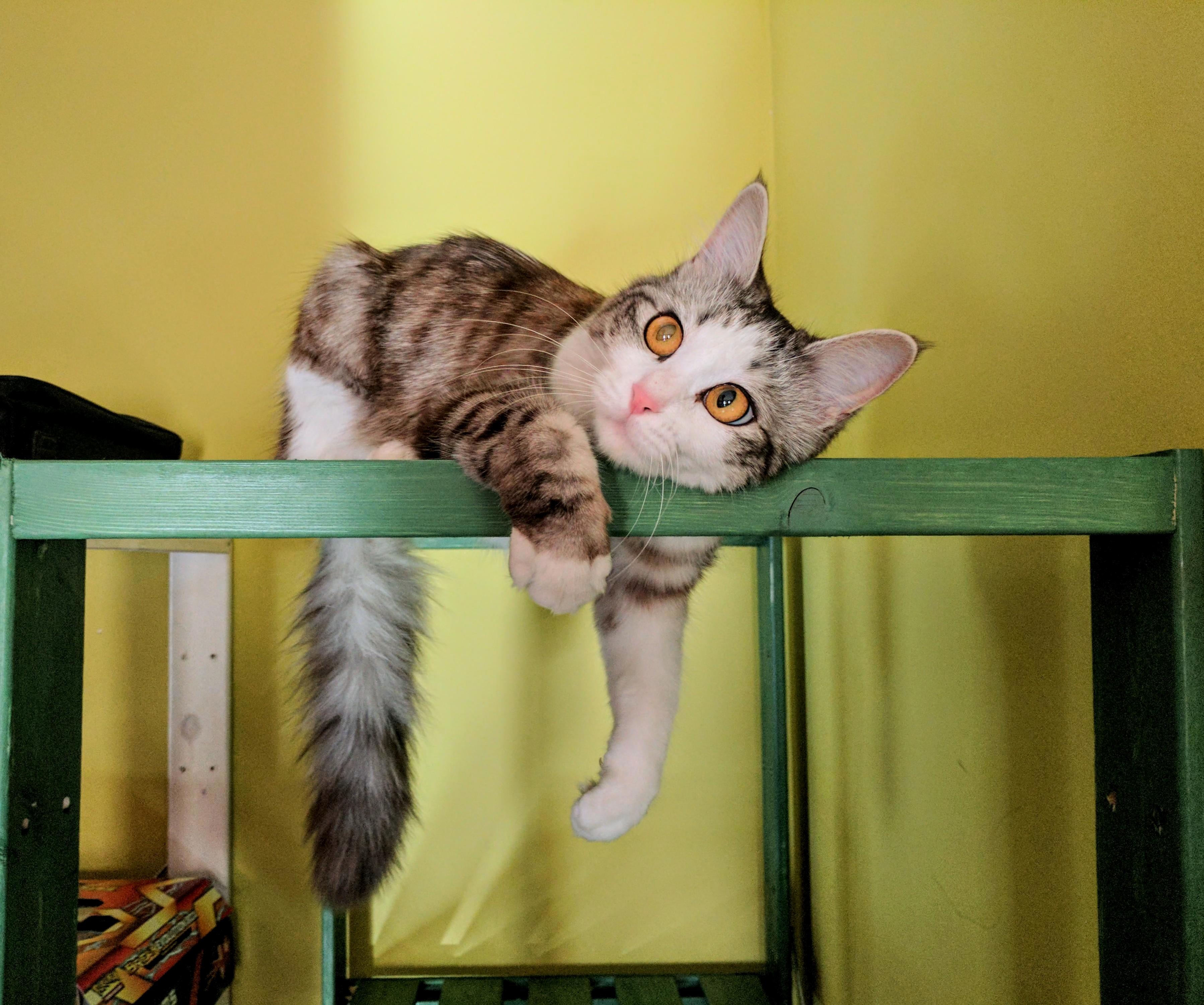 Pin-up Melting Cat.