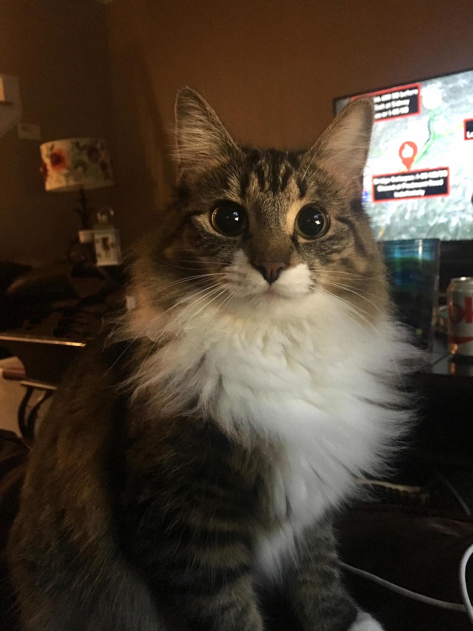 Piper and Her Mesmerizing Floof