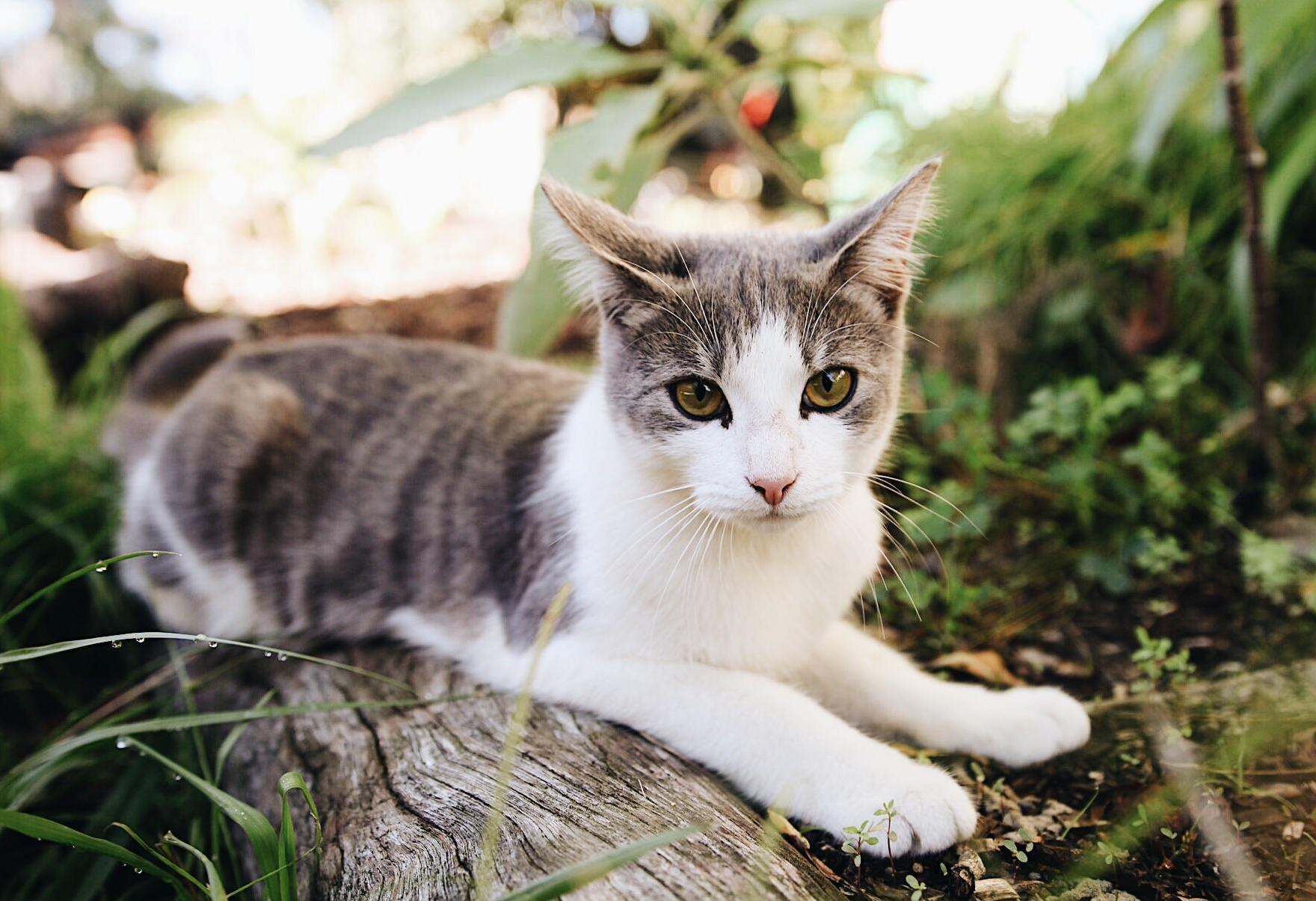 Po 4 Months Old- Fat Cat Backpackers Auckland New Zealand.