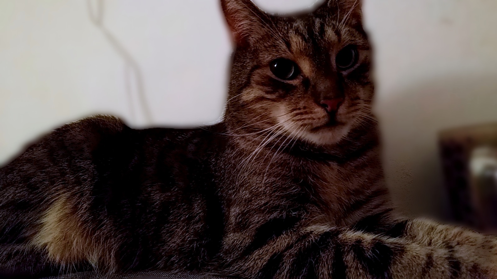 Portrait of a Bean