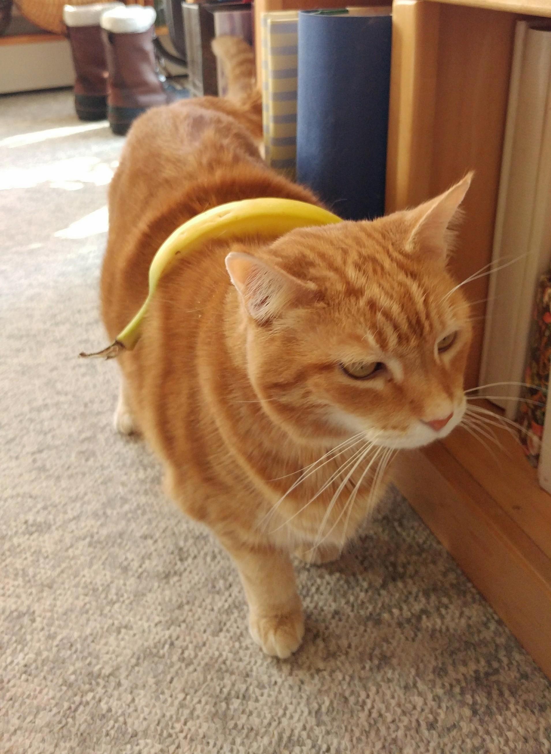 Puffy Banana for Scale.