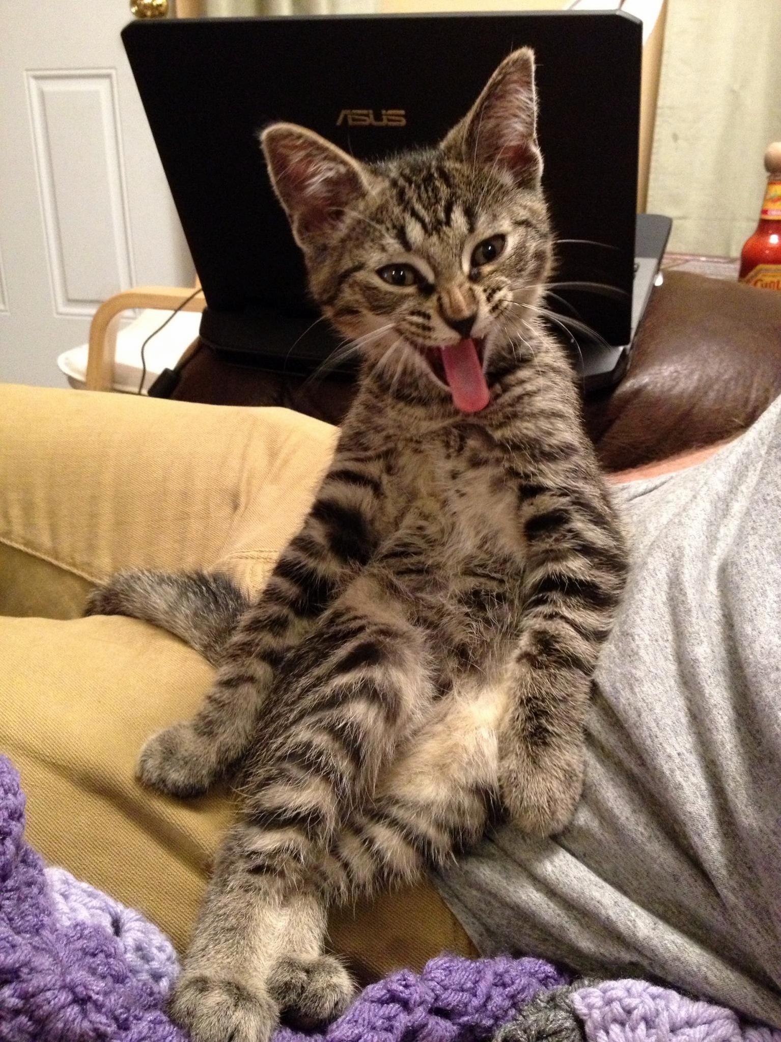 Purrfect Timing This Is Ringo.