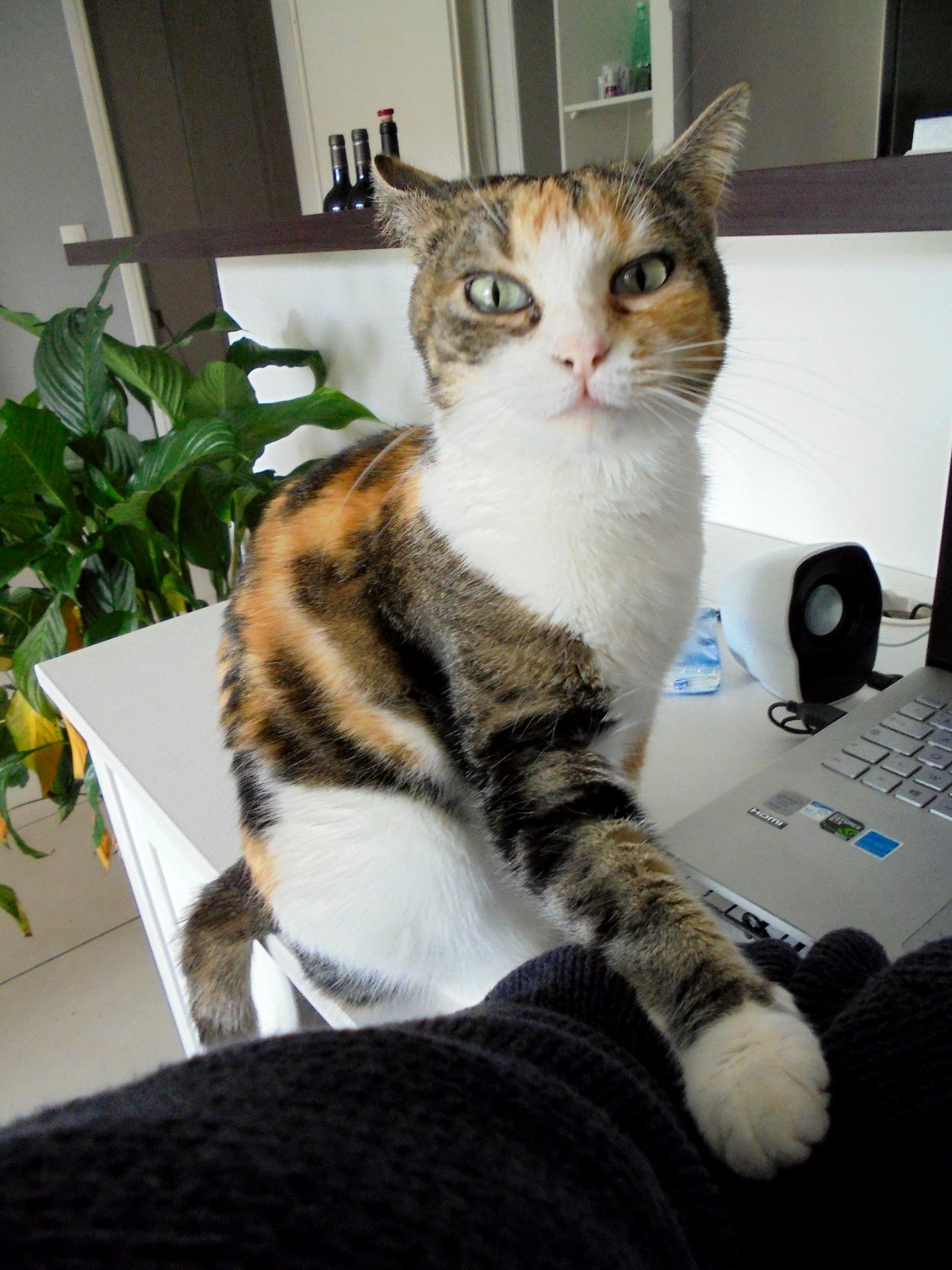 Put the Camera Down and Feed Me.