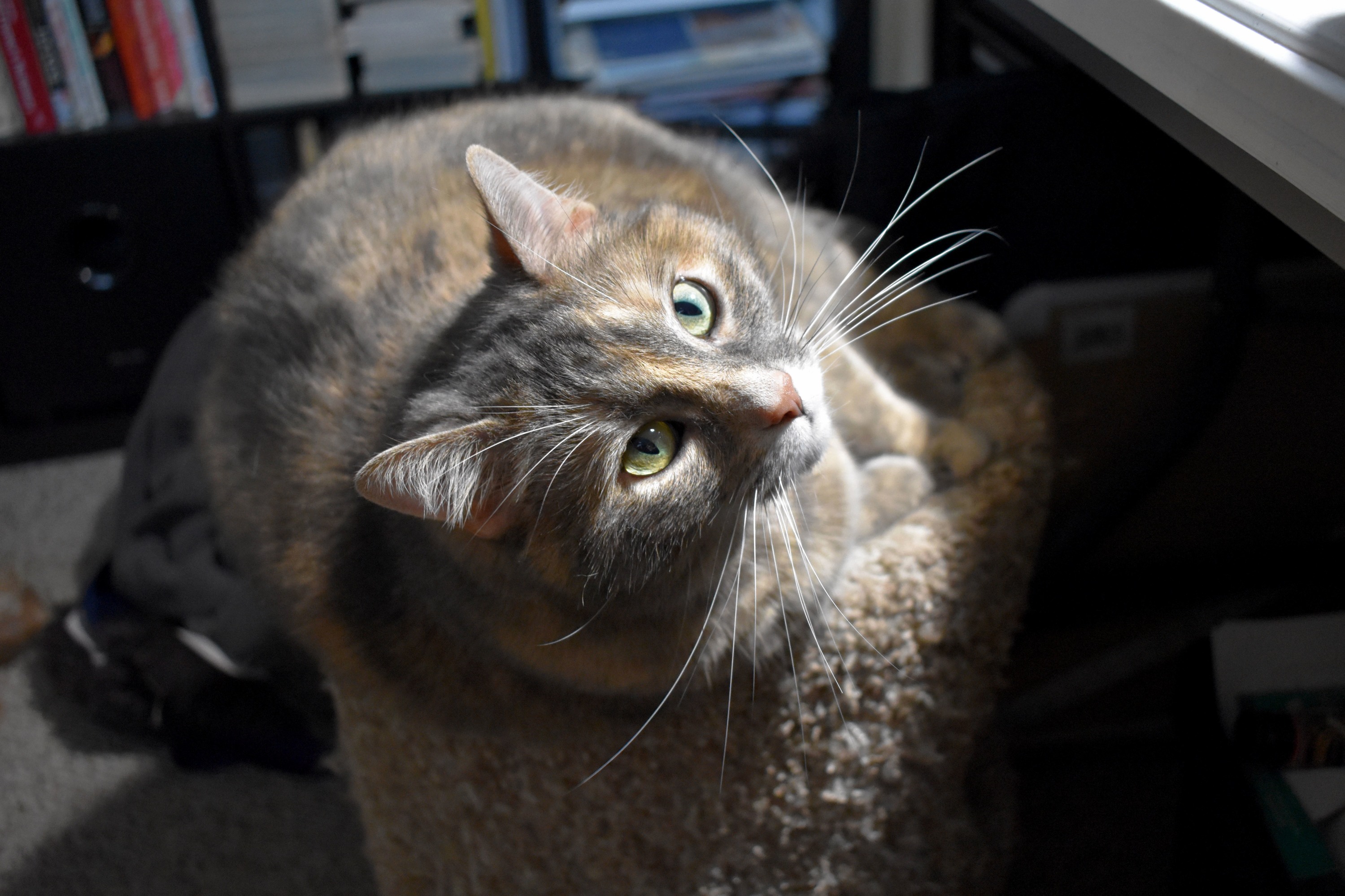 Queen of Whiskers and Hearts