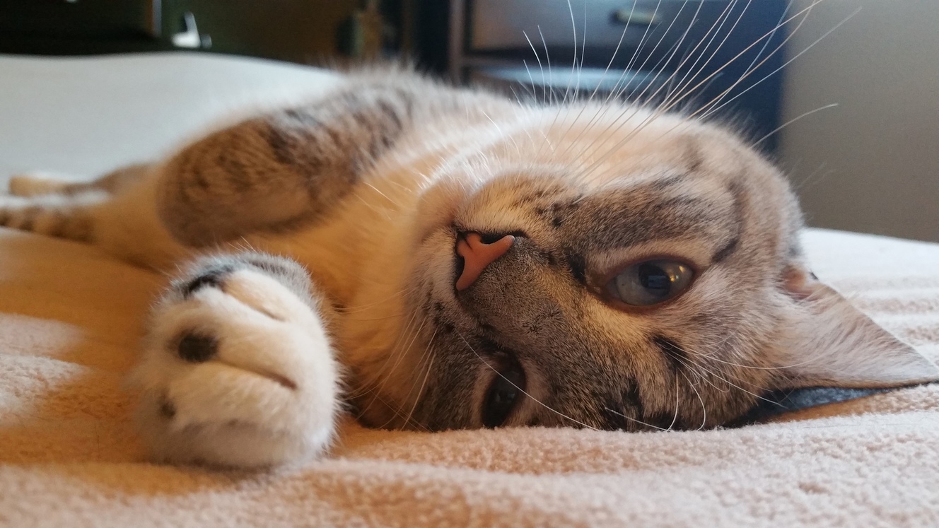 Rcats Meet Luna