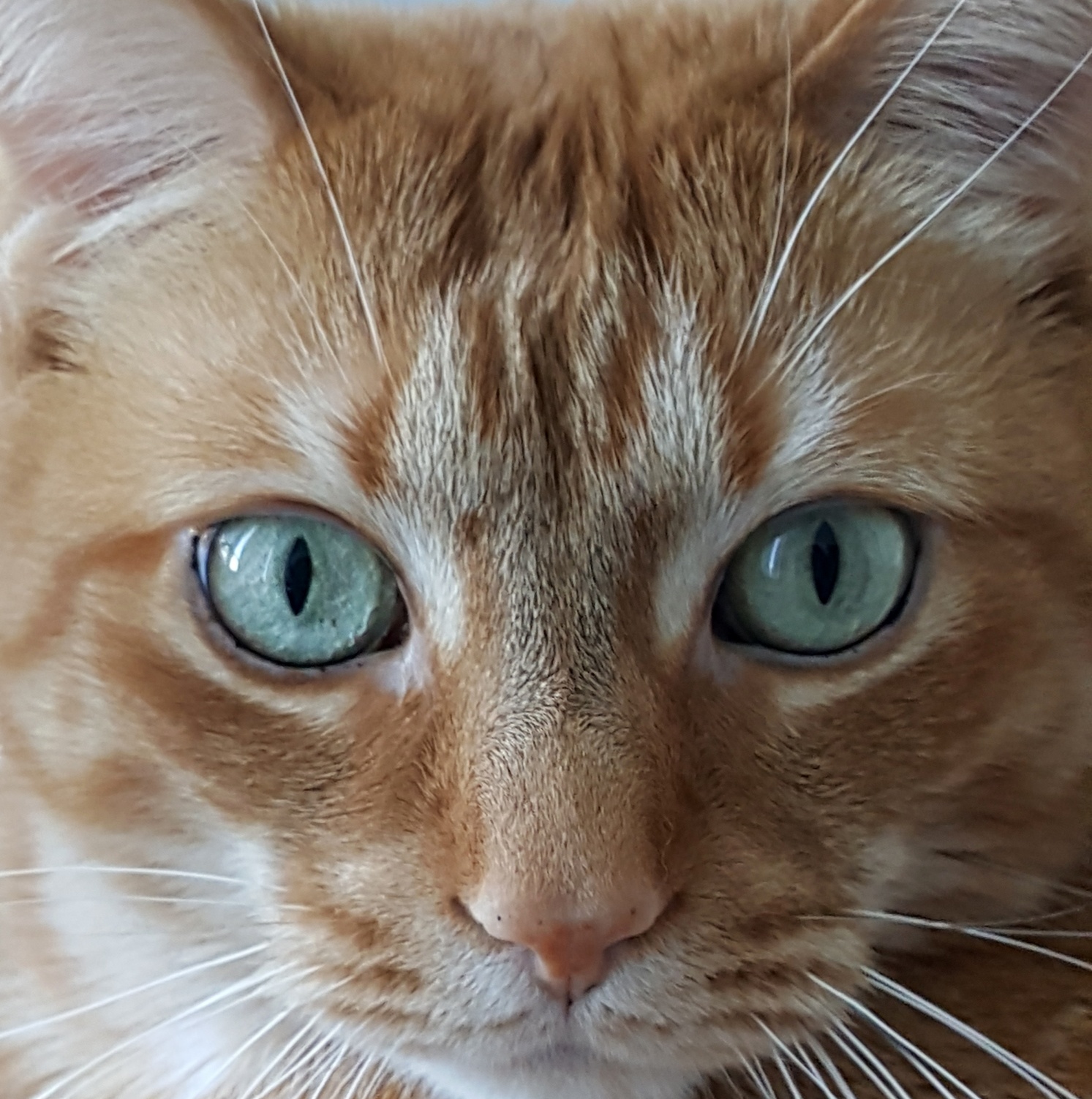 Ready for My Closeup.