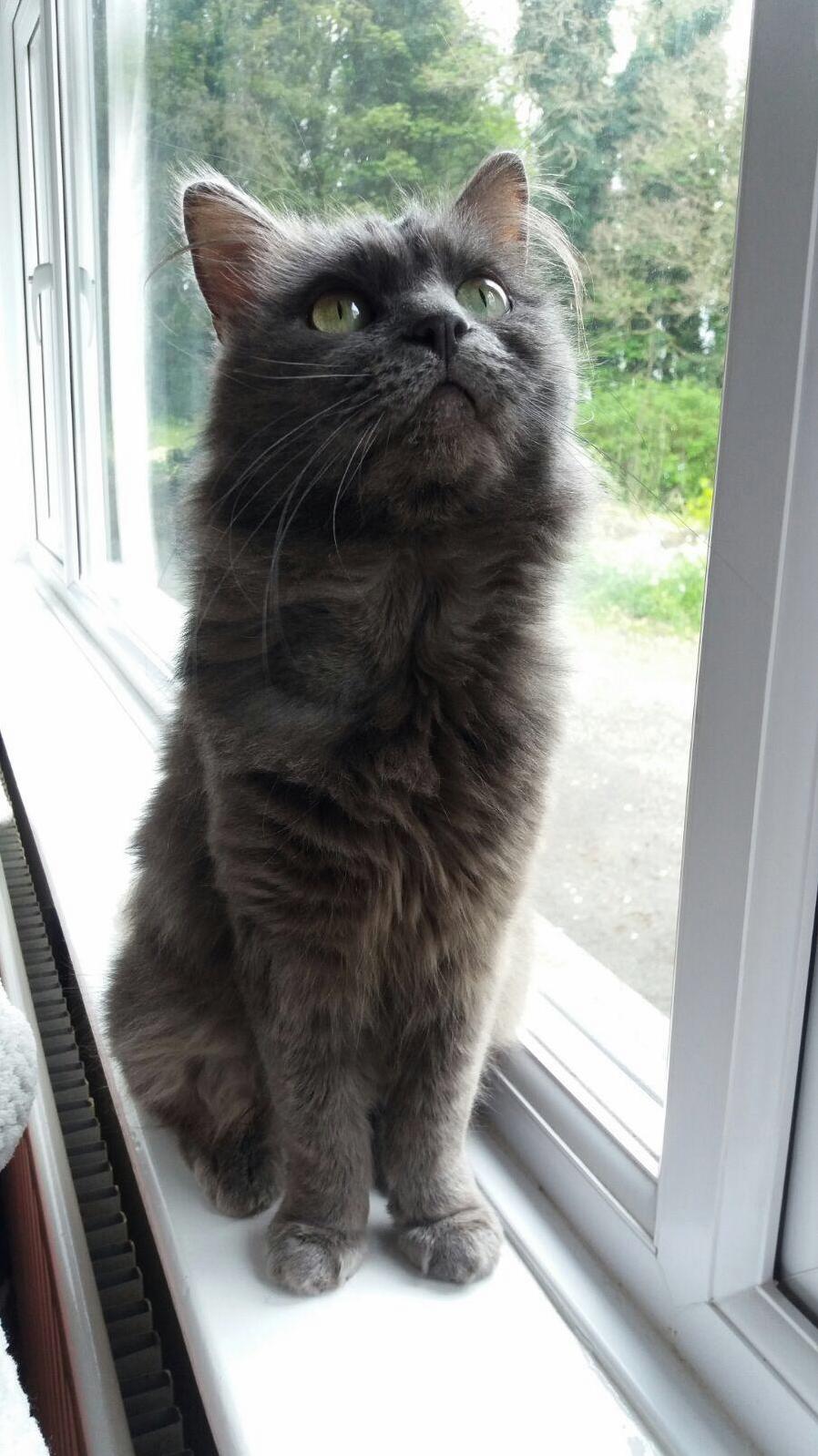 Rehomed This Nervous Guy. Anyone Any Idea What Kind of Breed He Is