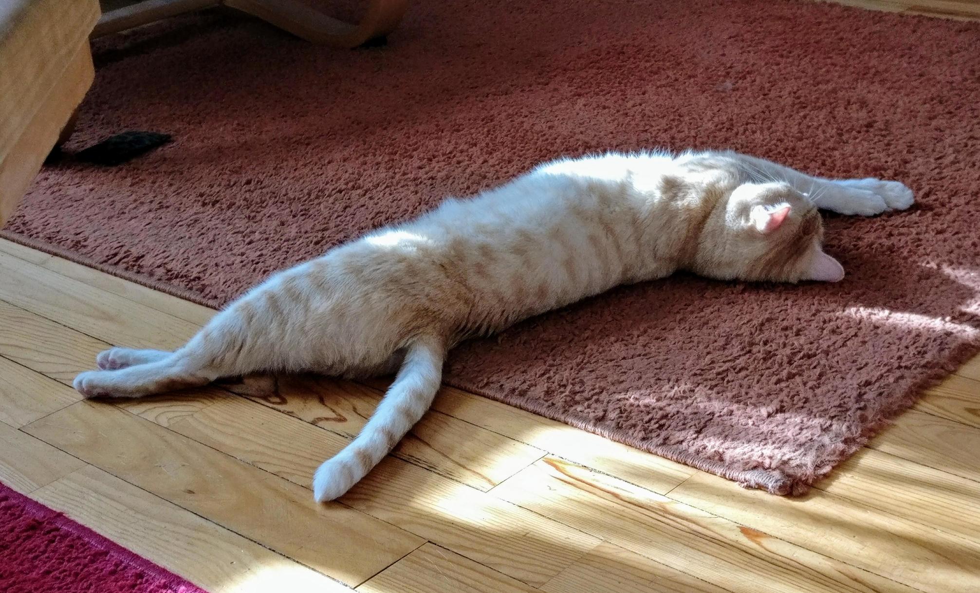 Relaxing in the Sun. No Trap Actually
