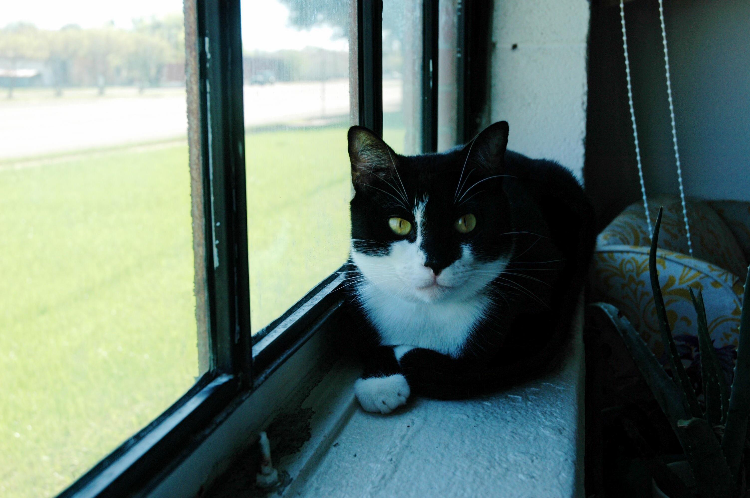 Rescued This Cutie from a Shelter After He Had Been There an Entire Year. Meet Hoover.