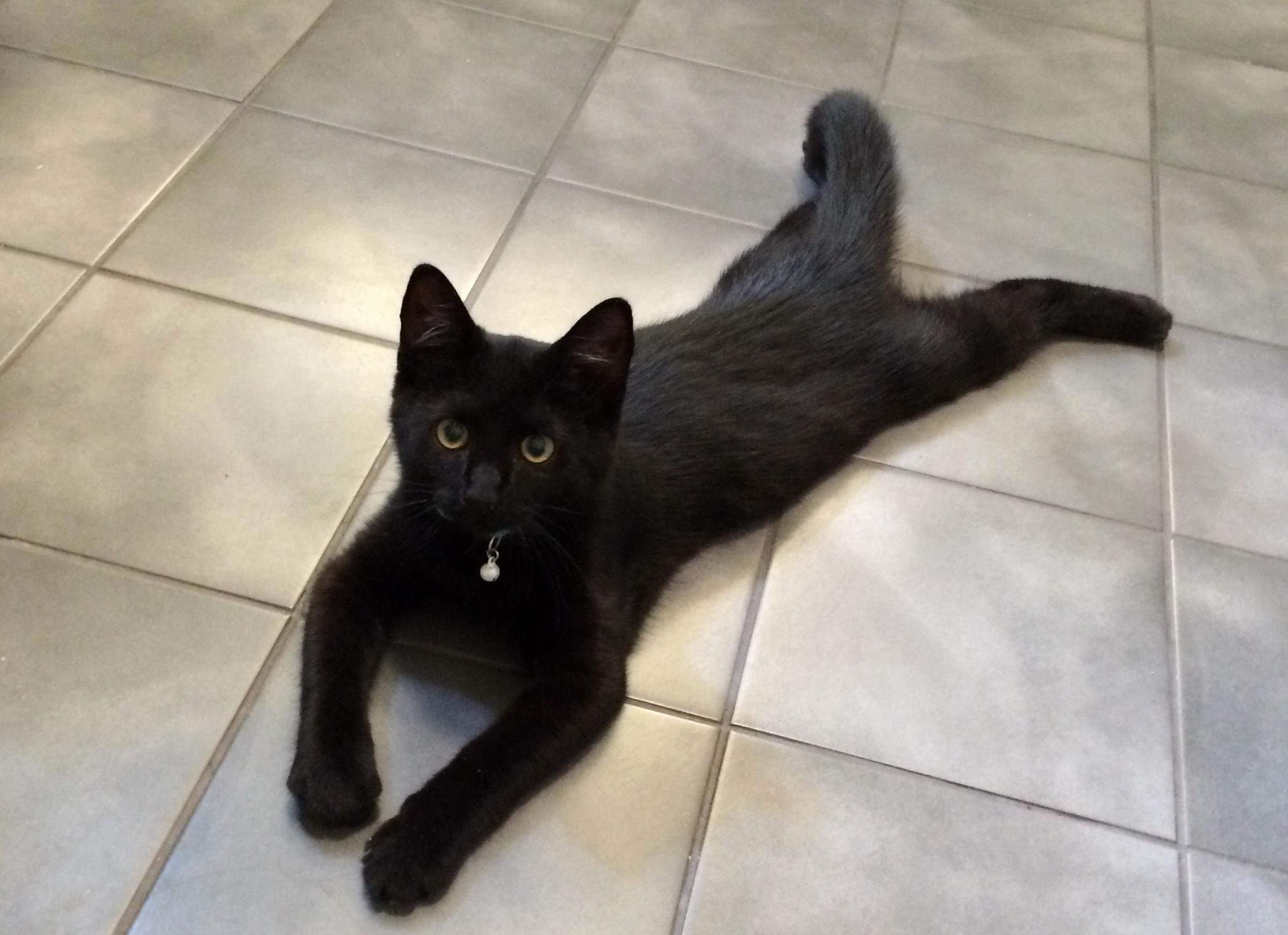 Resting on the Warm Bathroom Floor