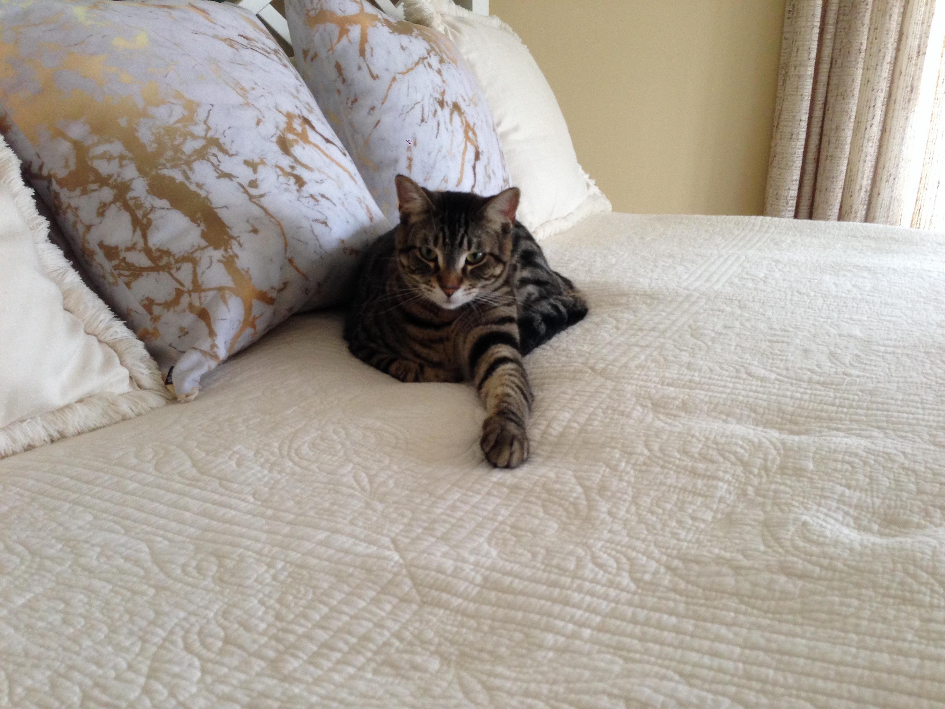 Rex Wants Me to Think He Only Has One Leg.