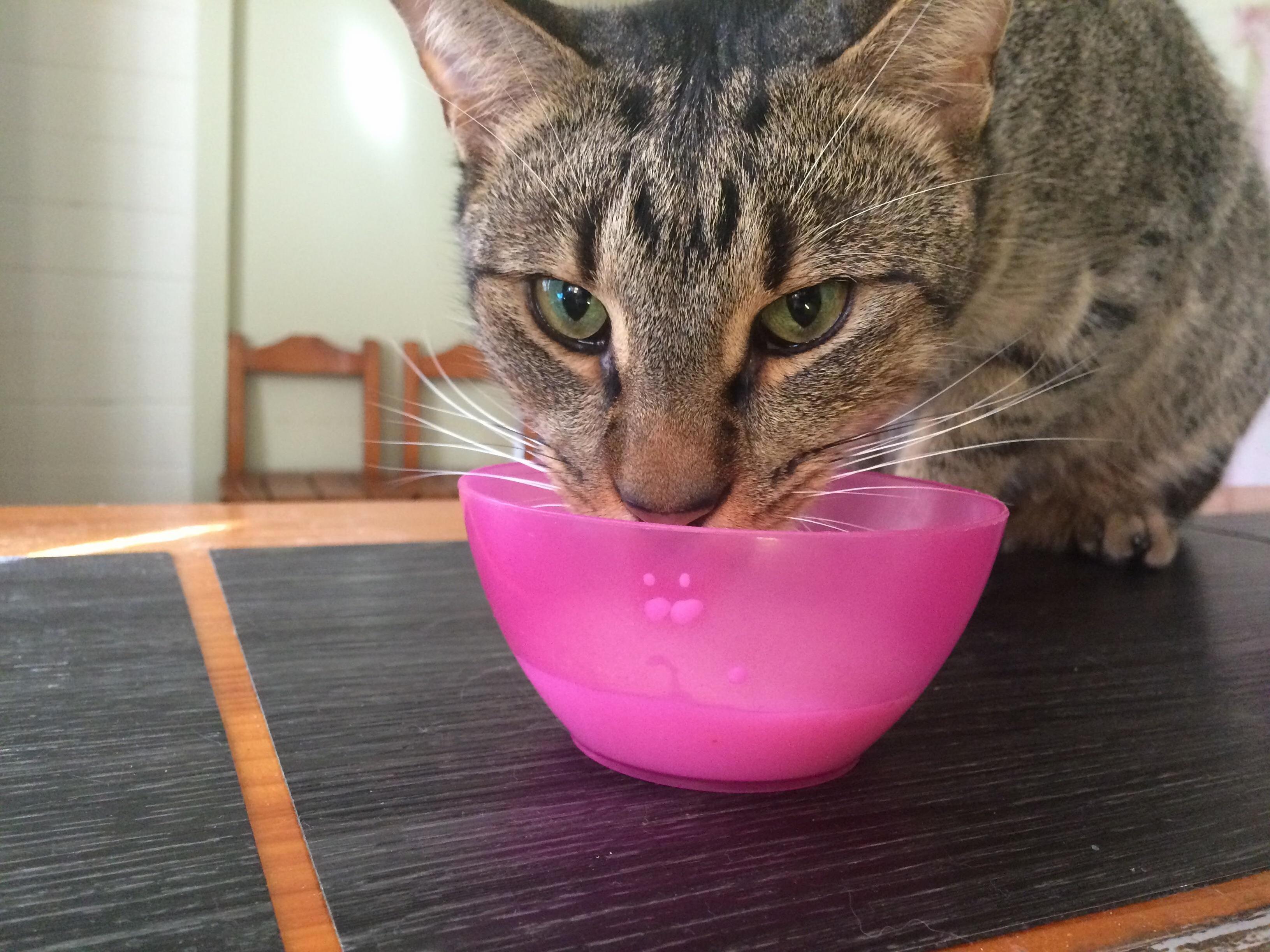 Richard Parker Enjoying Her Morning Milk.