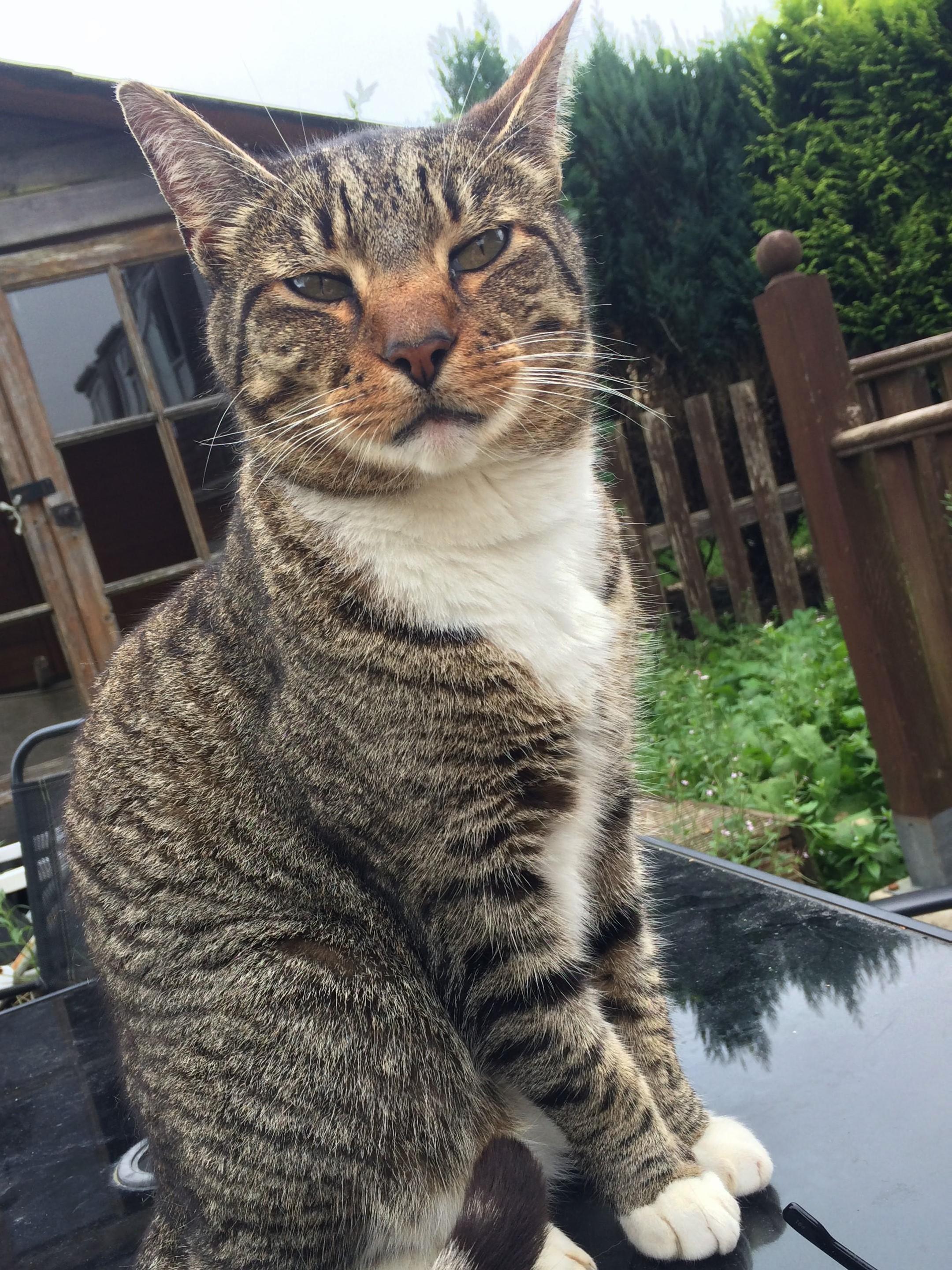Rip to My 6-year-old Buddy Dexter. Heres to a Love for Our Feline Friends