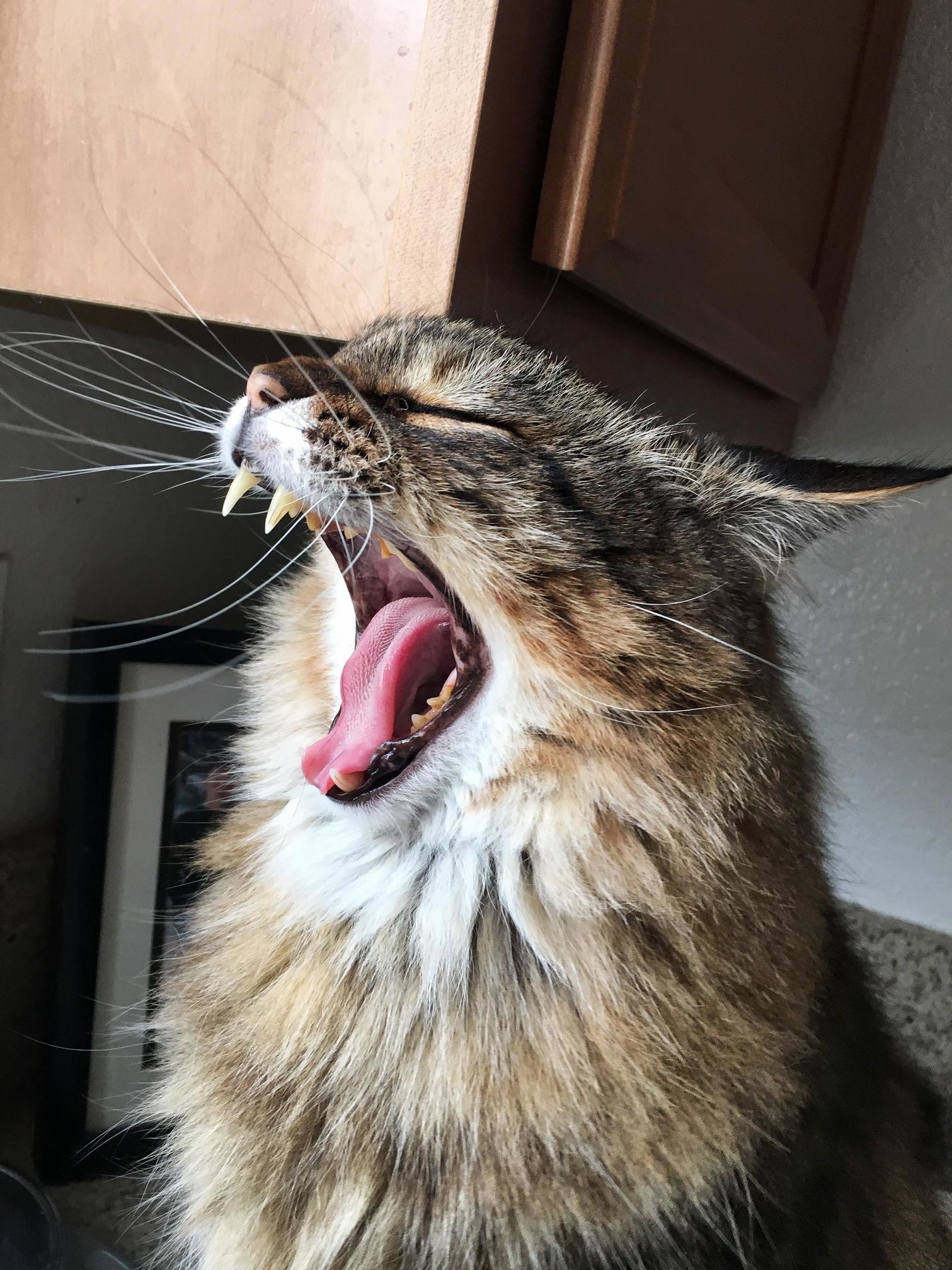 Roar Such a Ferocious Little Lion Not-so-patiently Waiting for Breakfast.
