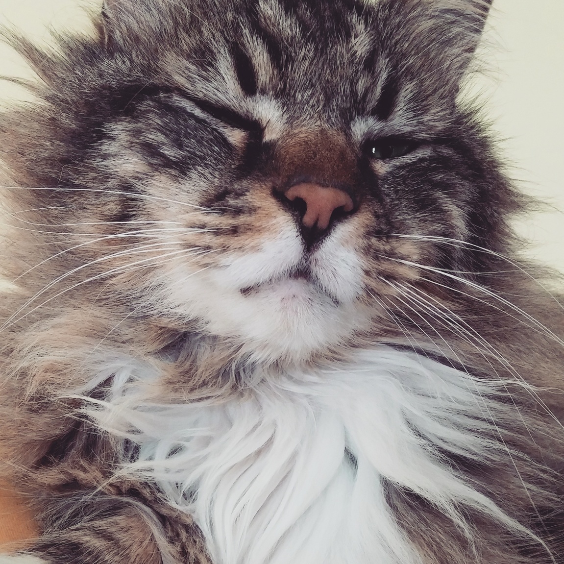 Said Goodbye to Romeo This Morning I Held Him As He Took His Final Breath