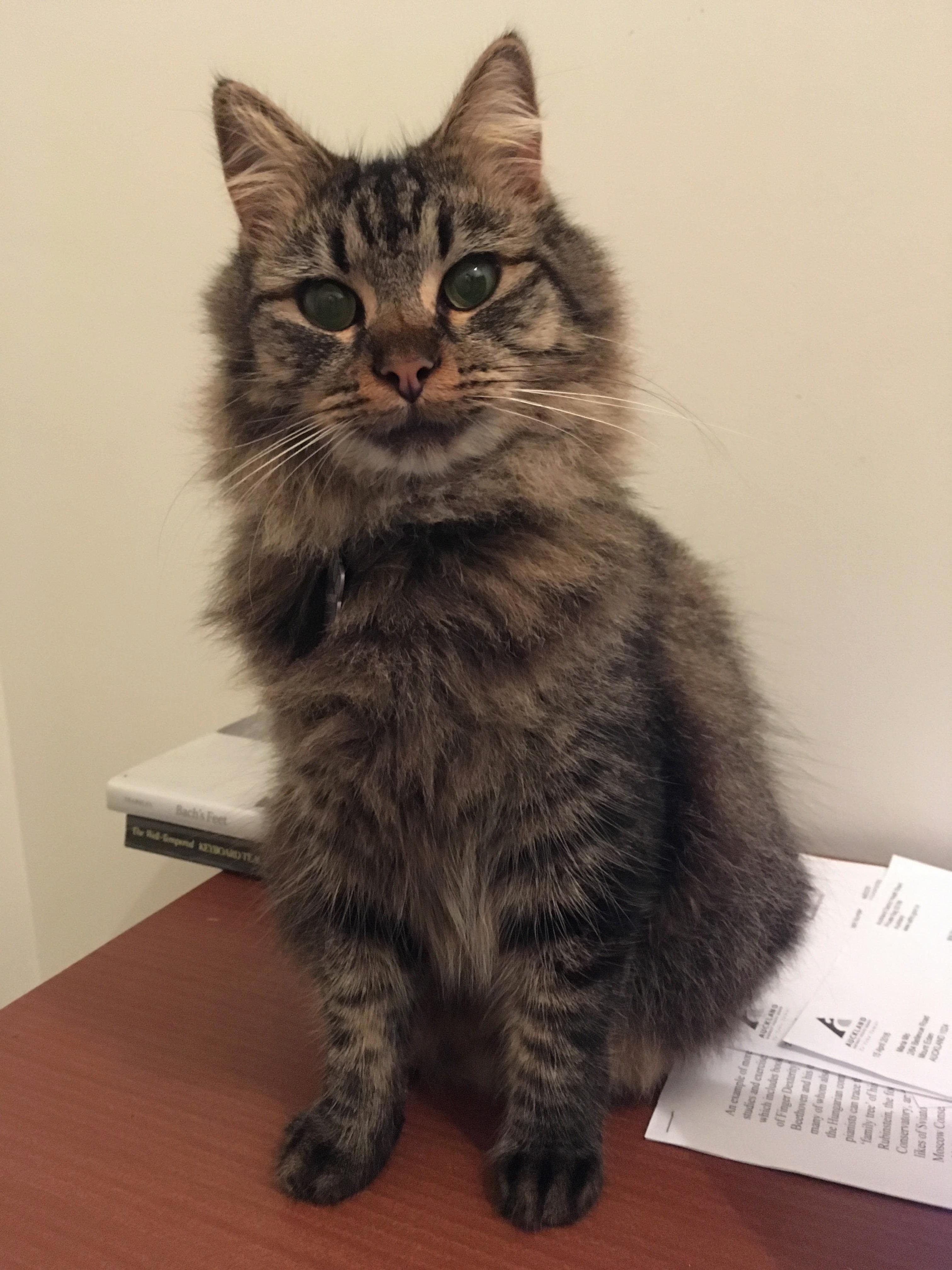 Samson Is Such a Ham