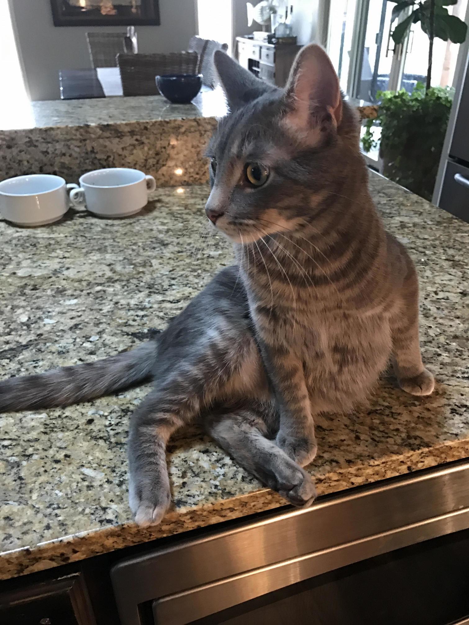 Sassy Baby Kitty