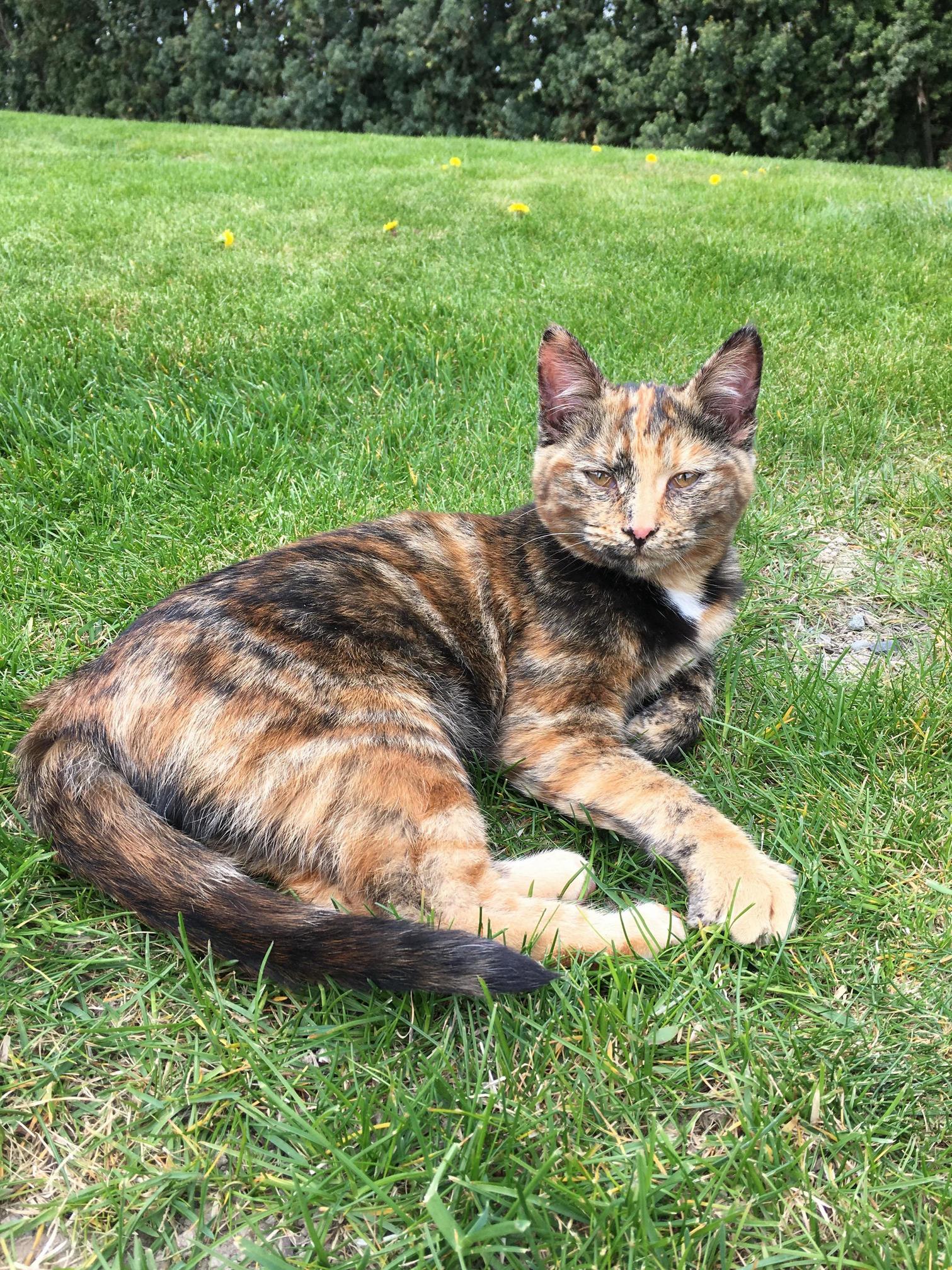 Saw a Friendly Cat Today. Day Got Increasingly Better.