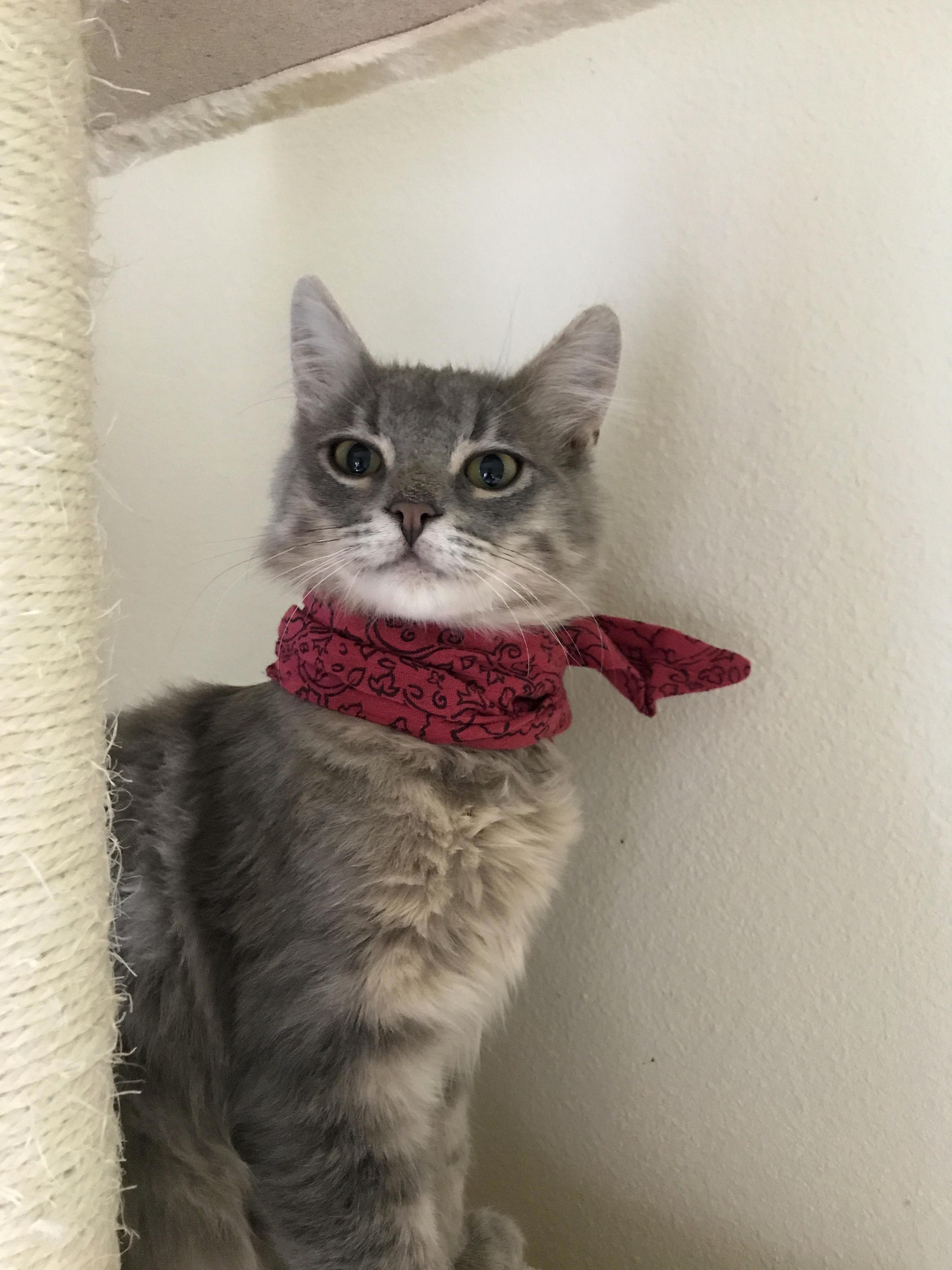 Scarfs Make Everything Better