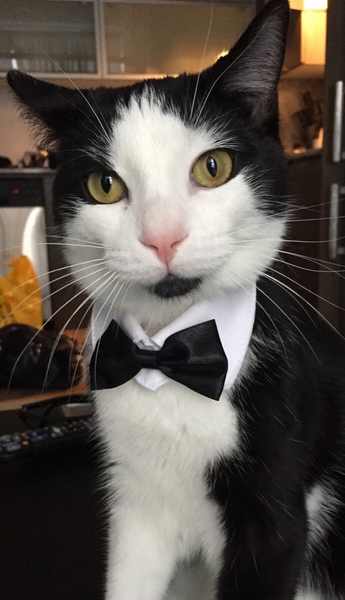 Shaken Not Purred.