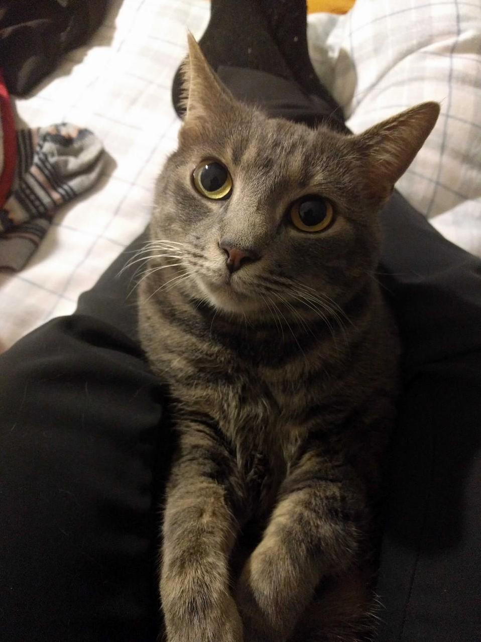 She Doesnt Like to Be Picked Up but This Will Do 55 Leg Warmer