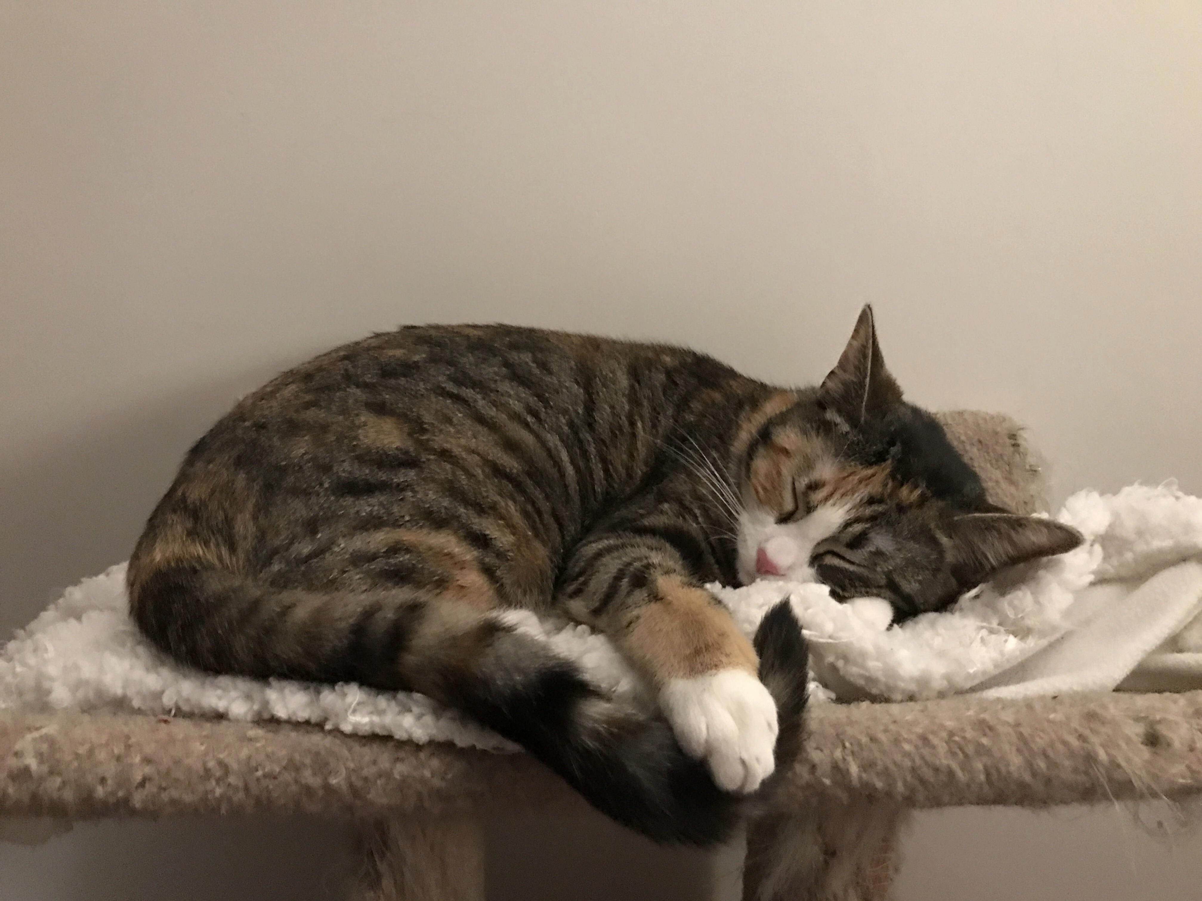 She Likes to Sleep Holding Onto Her Tail So It Wont Get Away