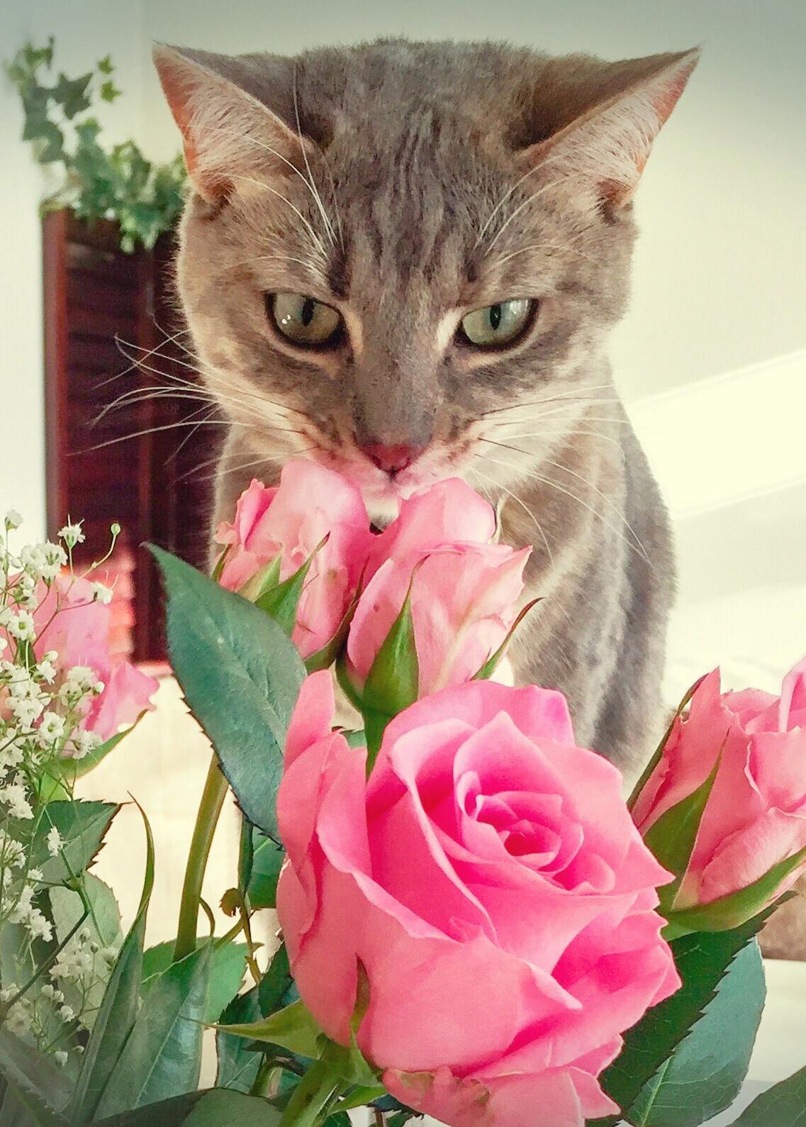 She Loves Roses