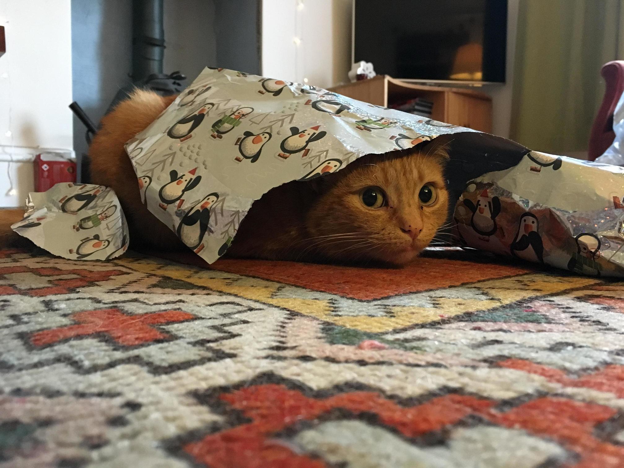 She Loves Wrapping Paper.