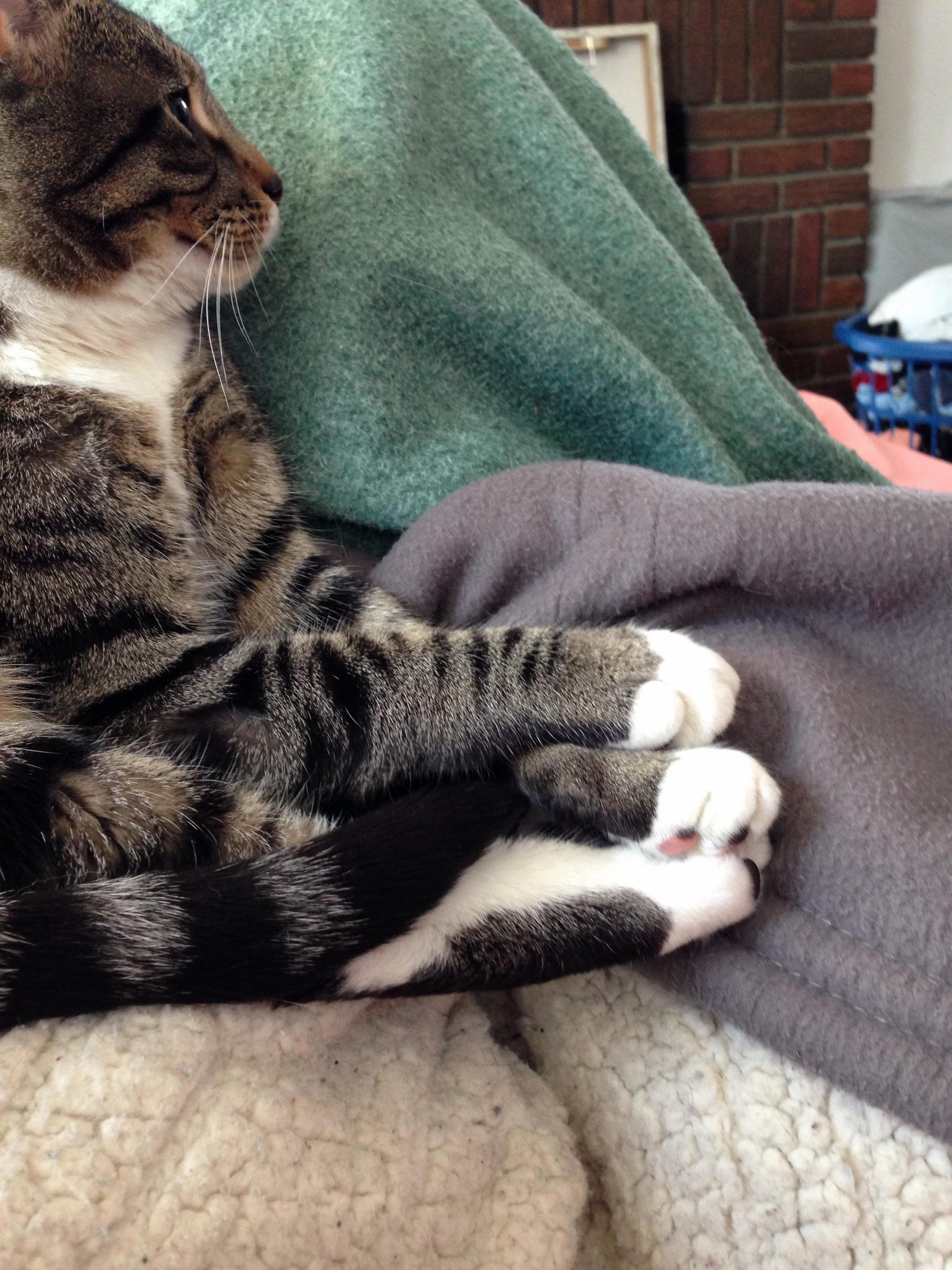 She Stacks Her Paws Neatly