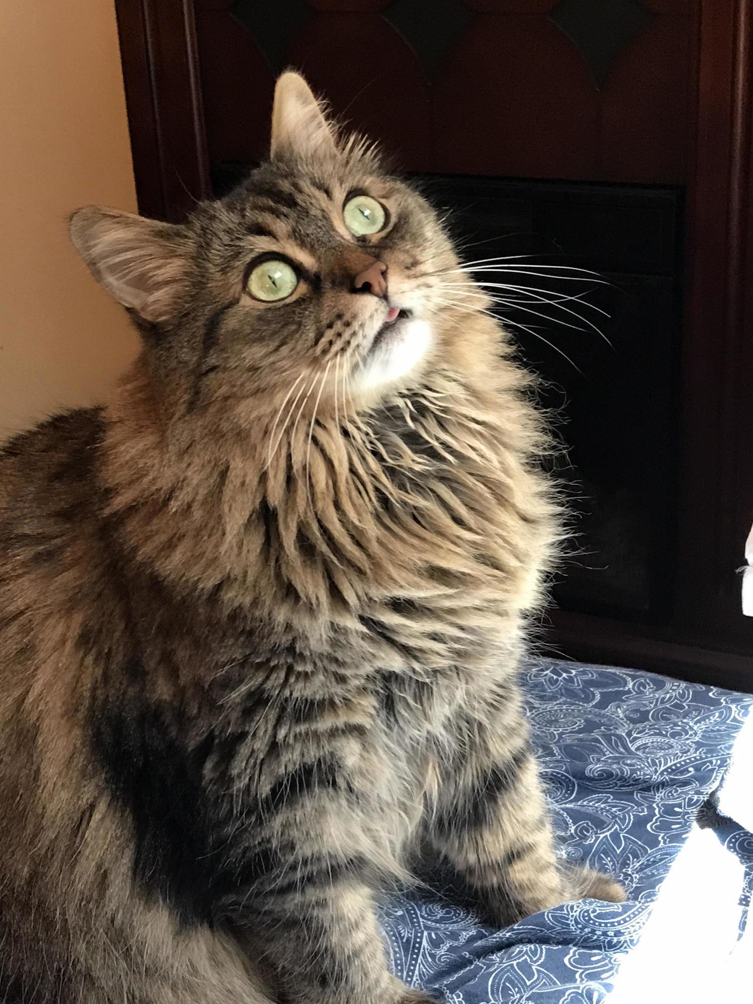 She Sticks Her Tongue Out When Concentrating