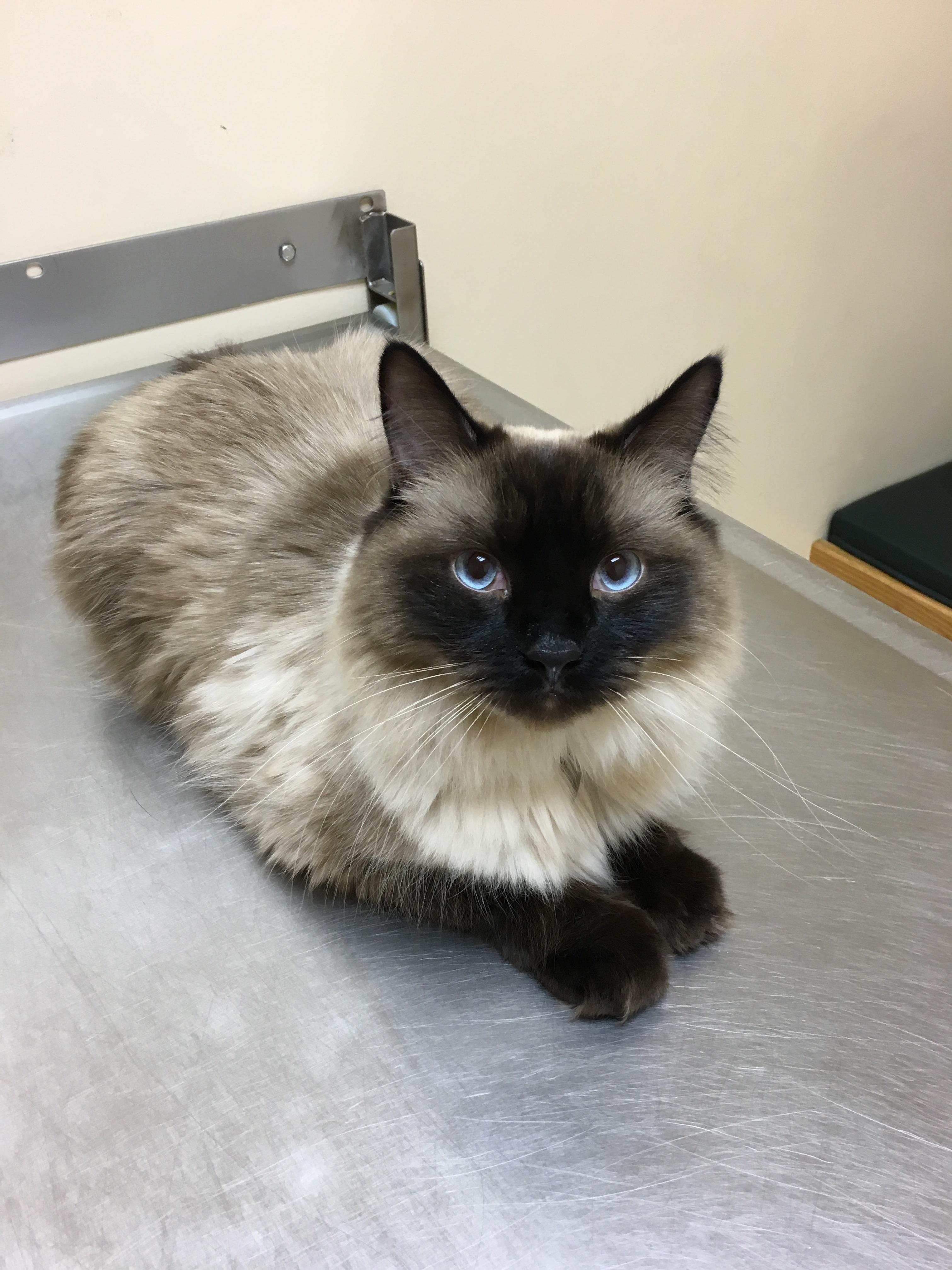 She Tries to Use Big Eyes to Get Out of Vet Visits