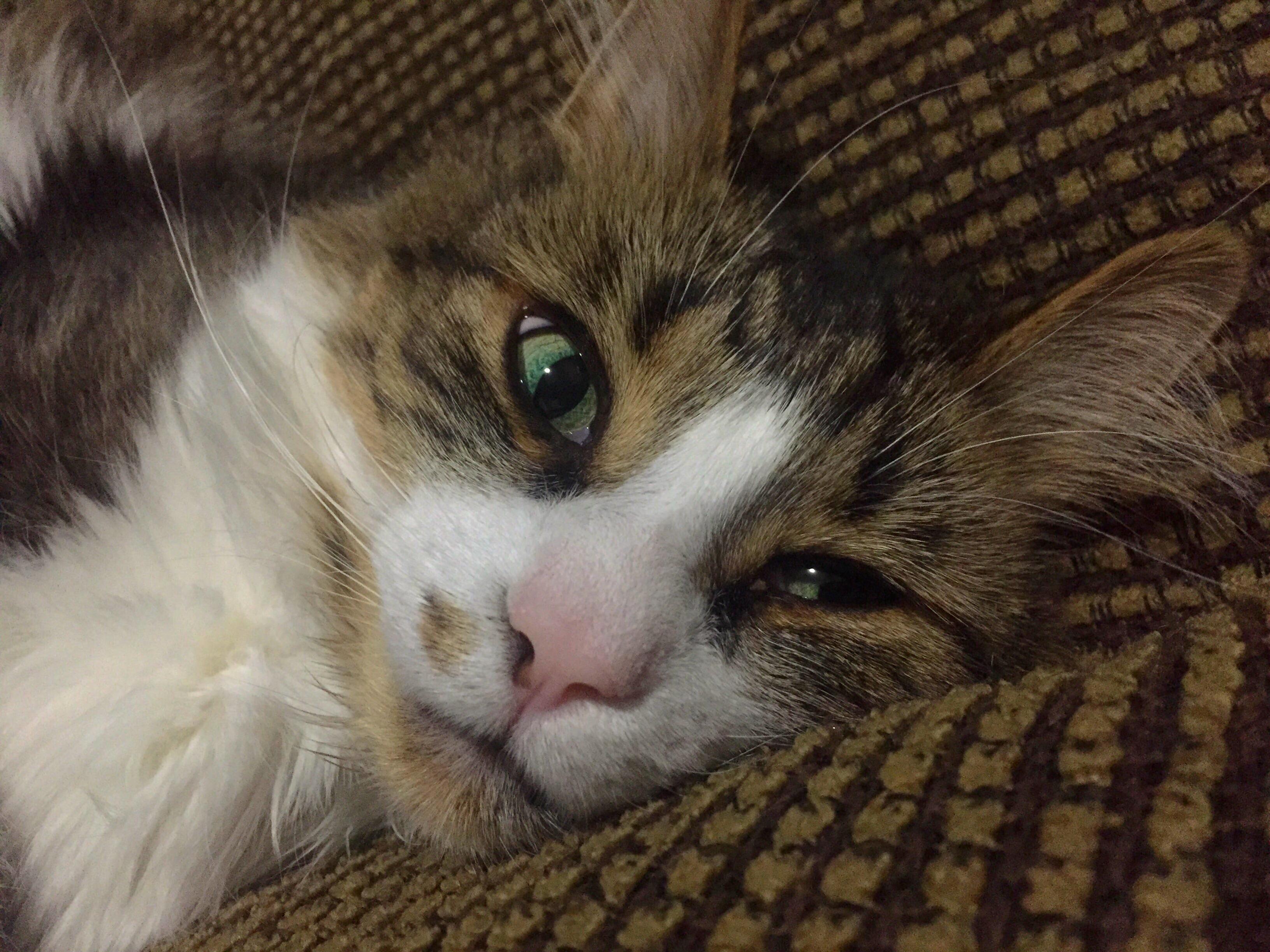 She Was Always So Skittish and Then My Boyfriend Changed Her