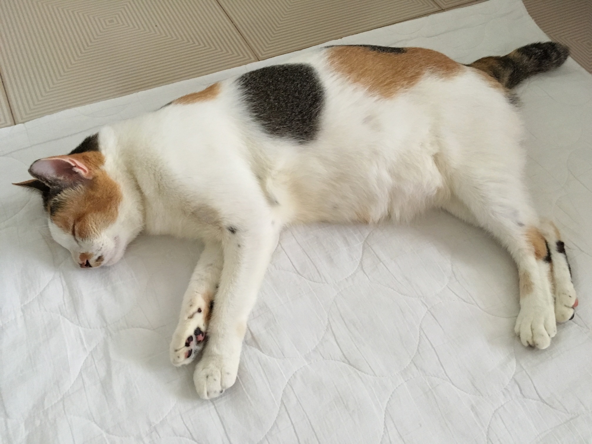 Sleeping Cat