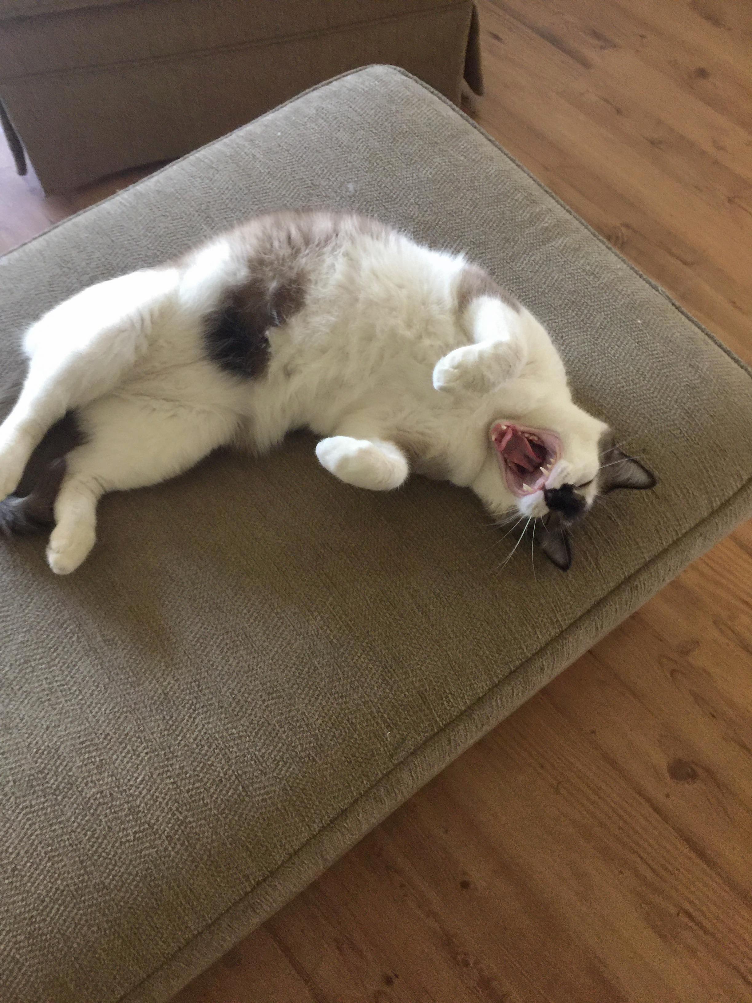 Sleepy Cat