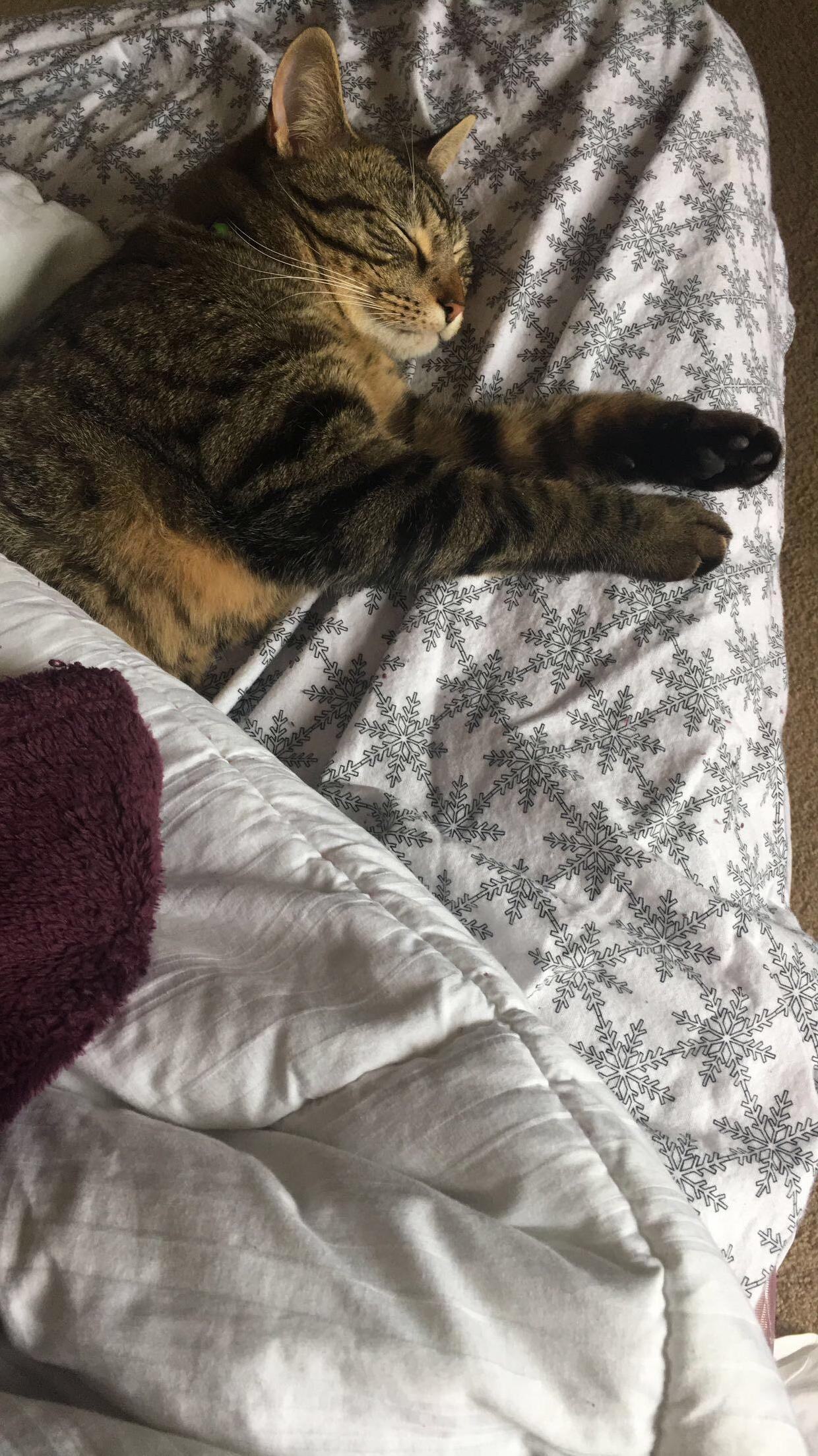 Sleepy Little Boop