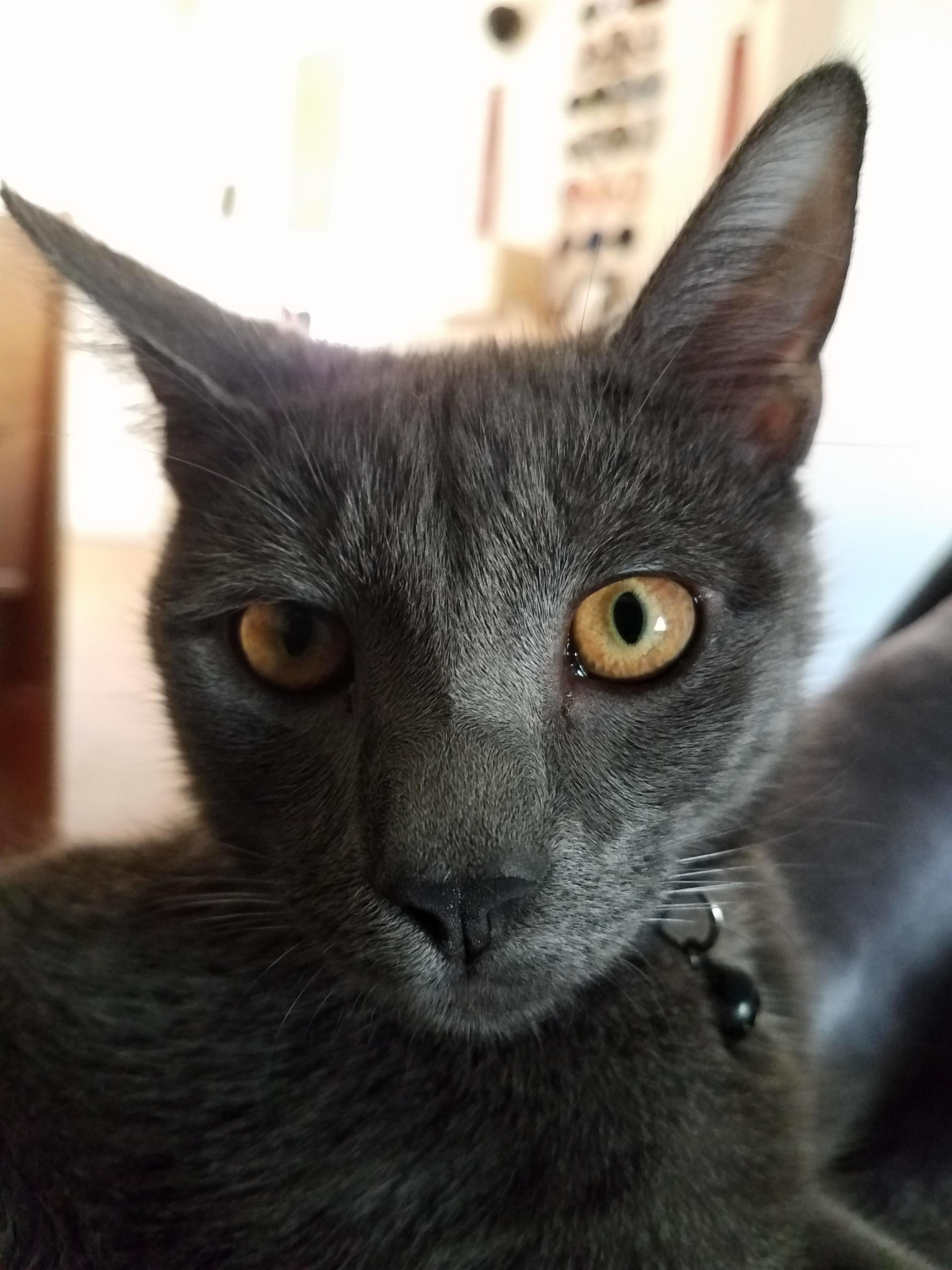 Slick Rick with the Golden Green Eyes