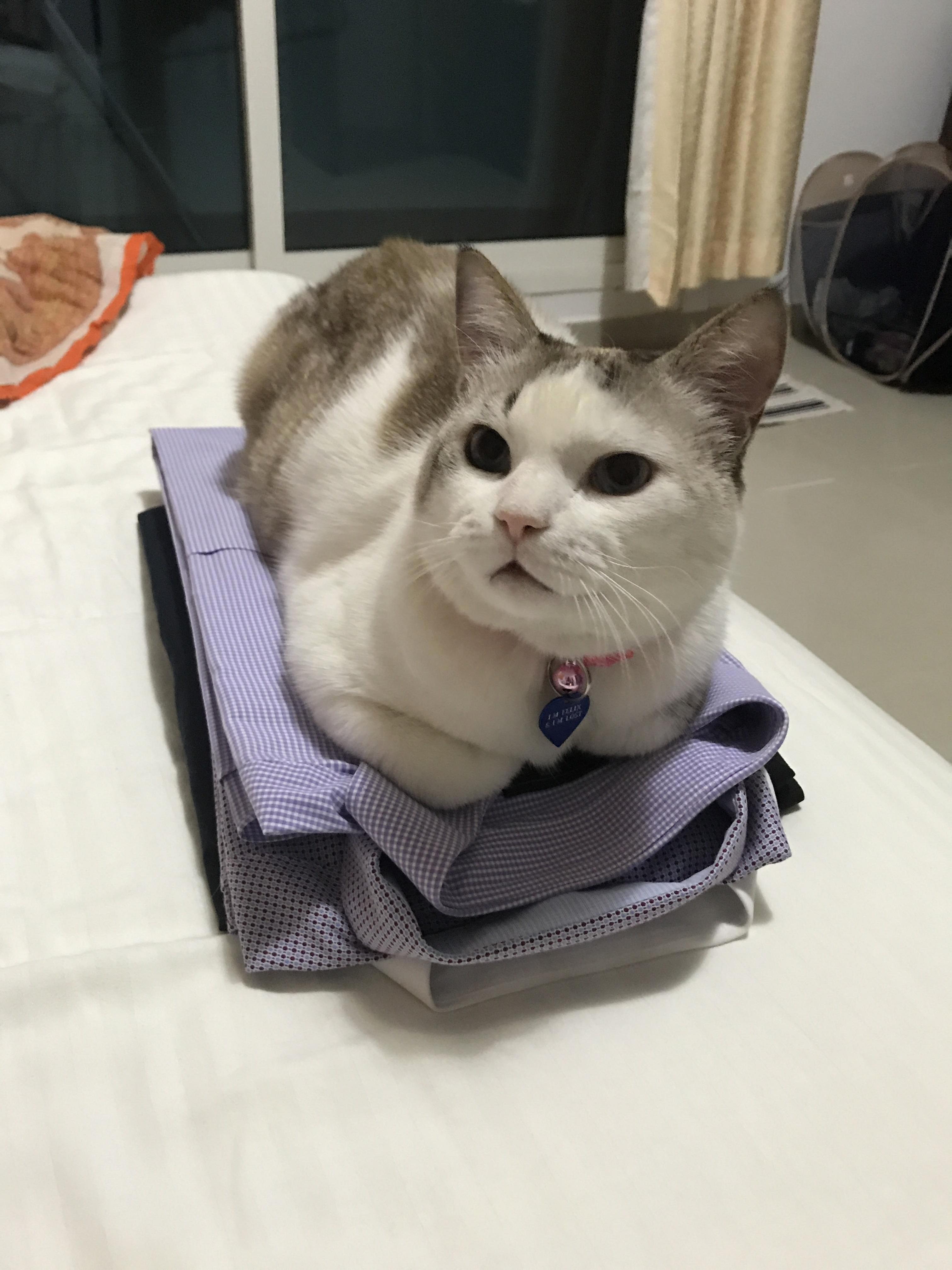 So Fu What If It Is Freshly Laundered Hooman I Need My Space