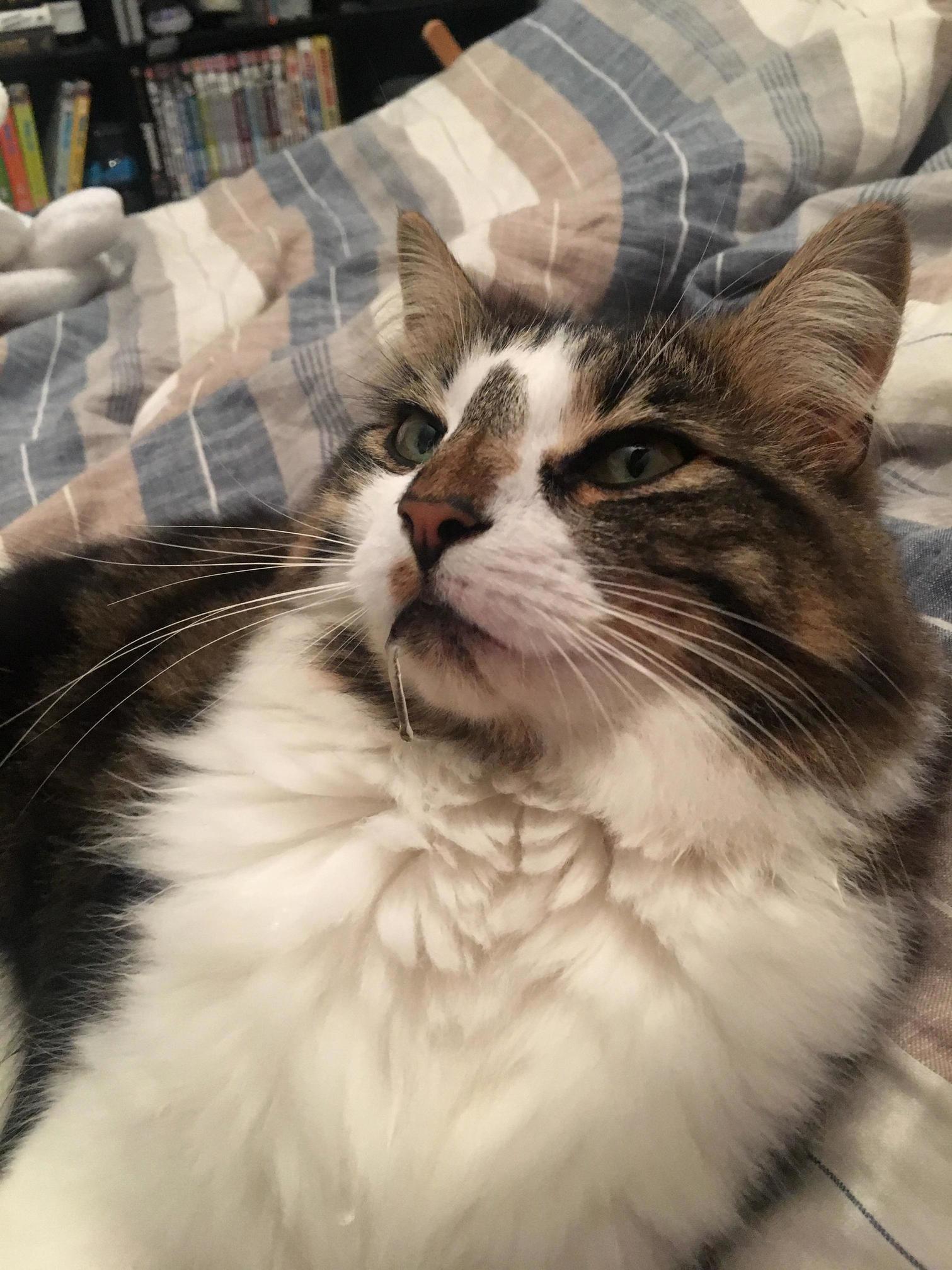 So This Is My Lovely Kitty Poppy. She Dribbles Constantly When She Purrs and Im Beginning to Get a Bit Concerned About It. Is It Anything to Worry About or Not