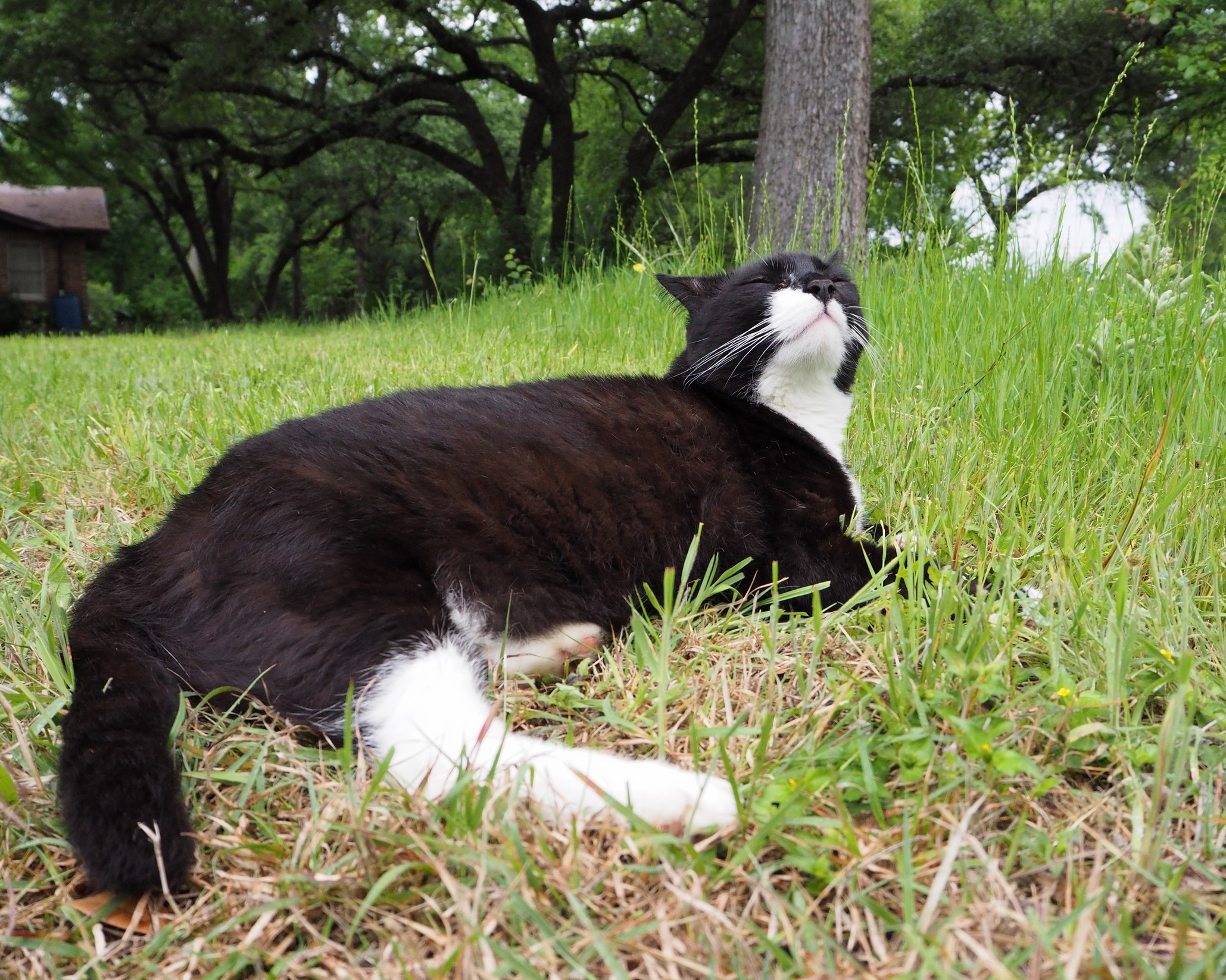 Solar-powered Cat Recharges His Battery.