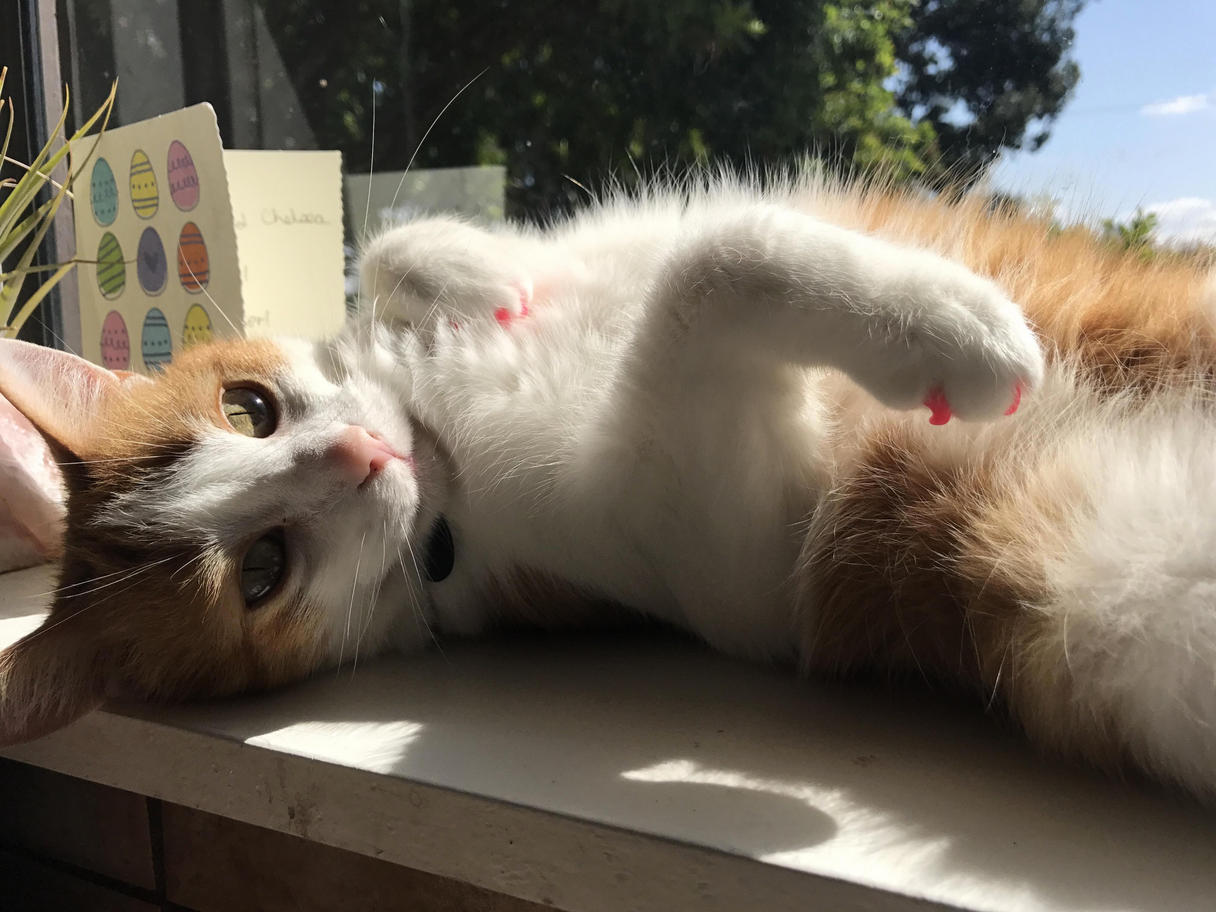 Somebody Wanted Something This Morning... I Think It Was Sunshine Belly Rubs