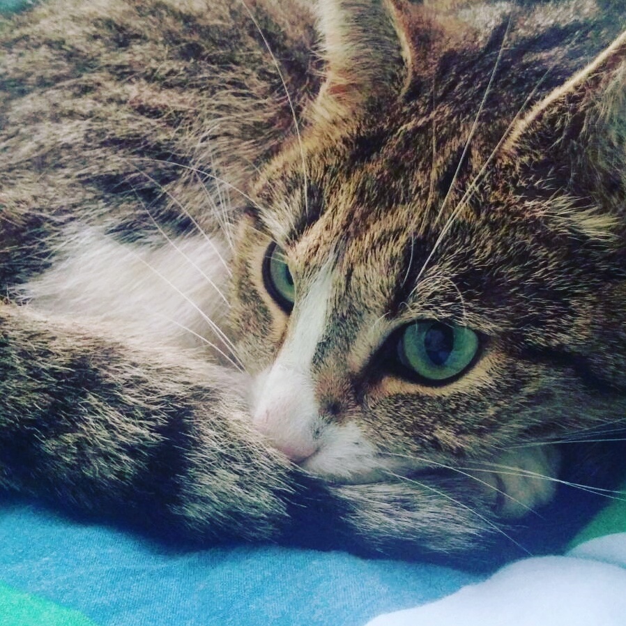 Someone Shot Me with a Pellet Gun. the Vet Says I Ll Be Ok but Im a Little on Edge Now.