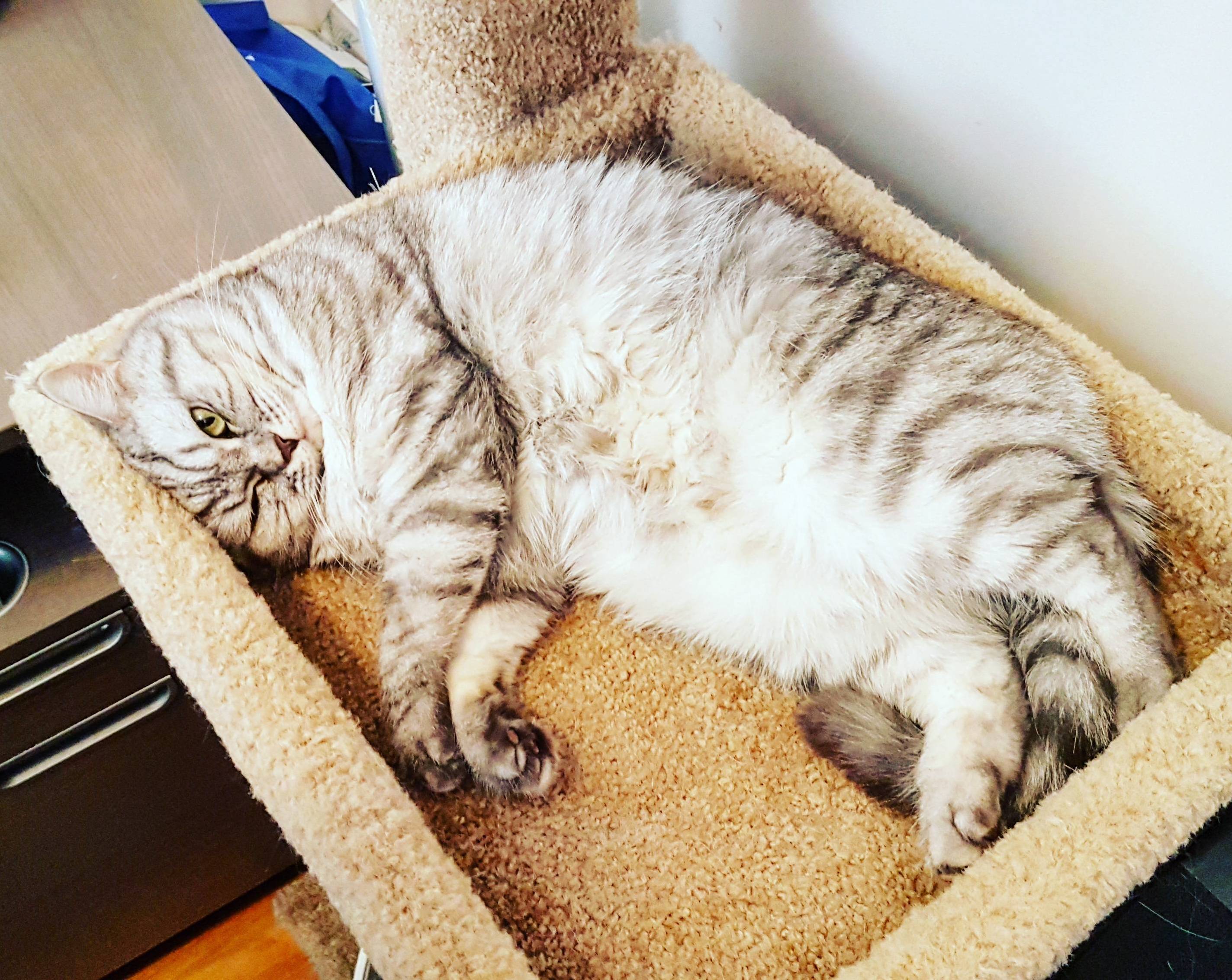 Someones Asking for an Unwanted Belly Rub 3