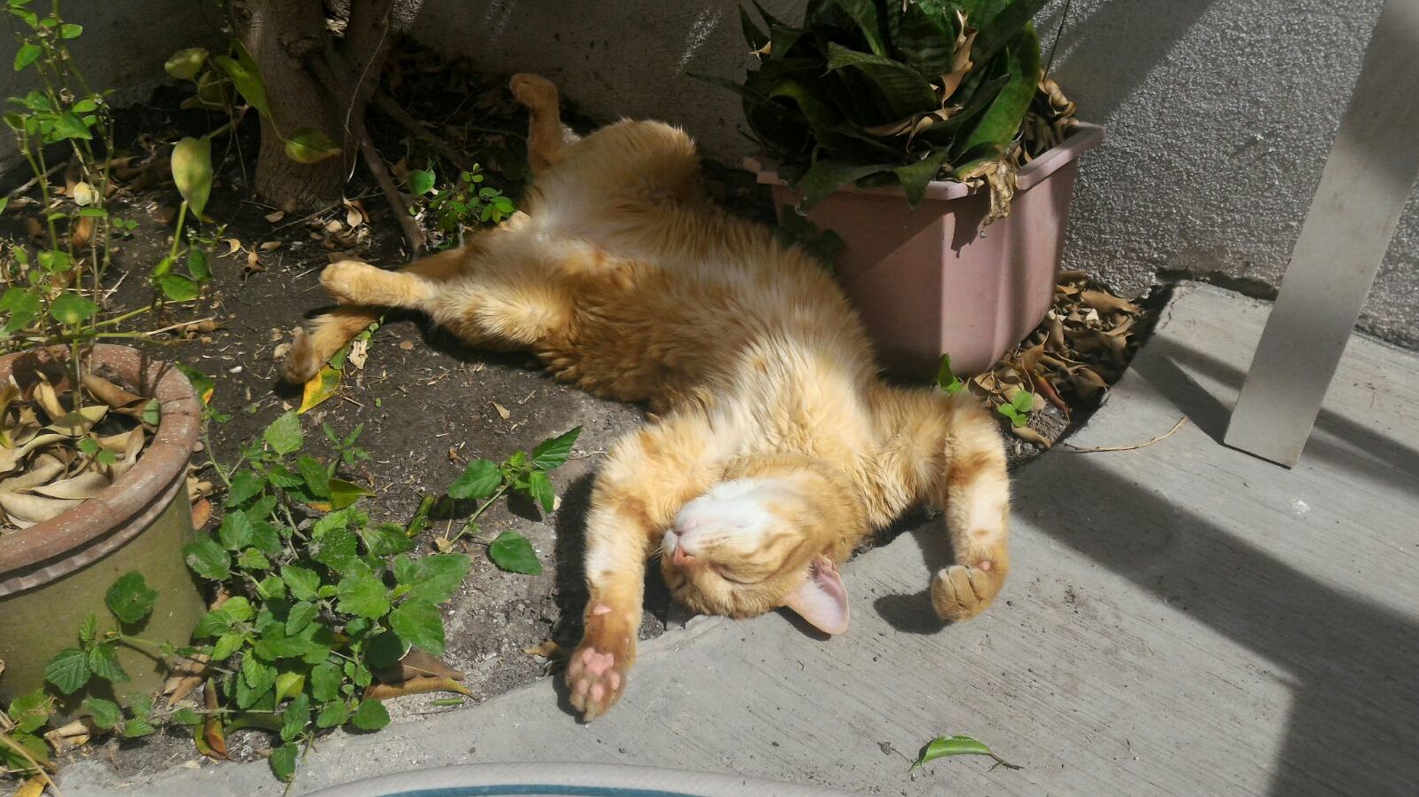 Sometimes I Wish I Could Take a Nap Like My Cat...